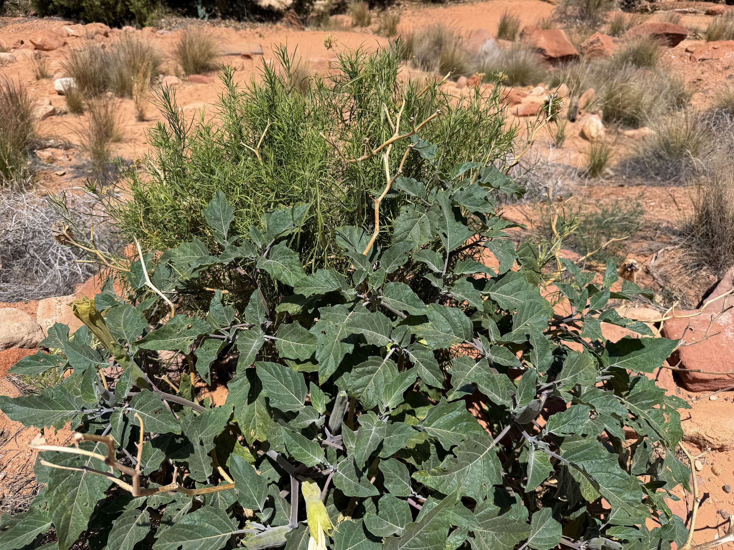 Moonflower Datura wrightii