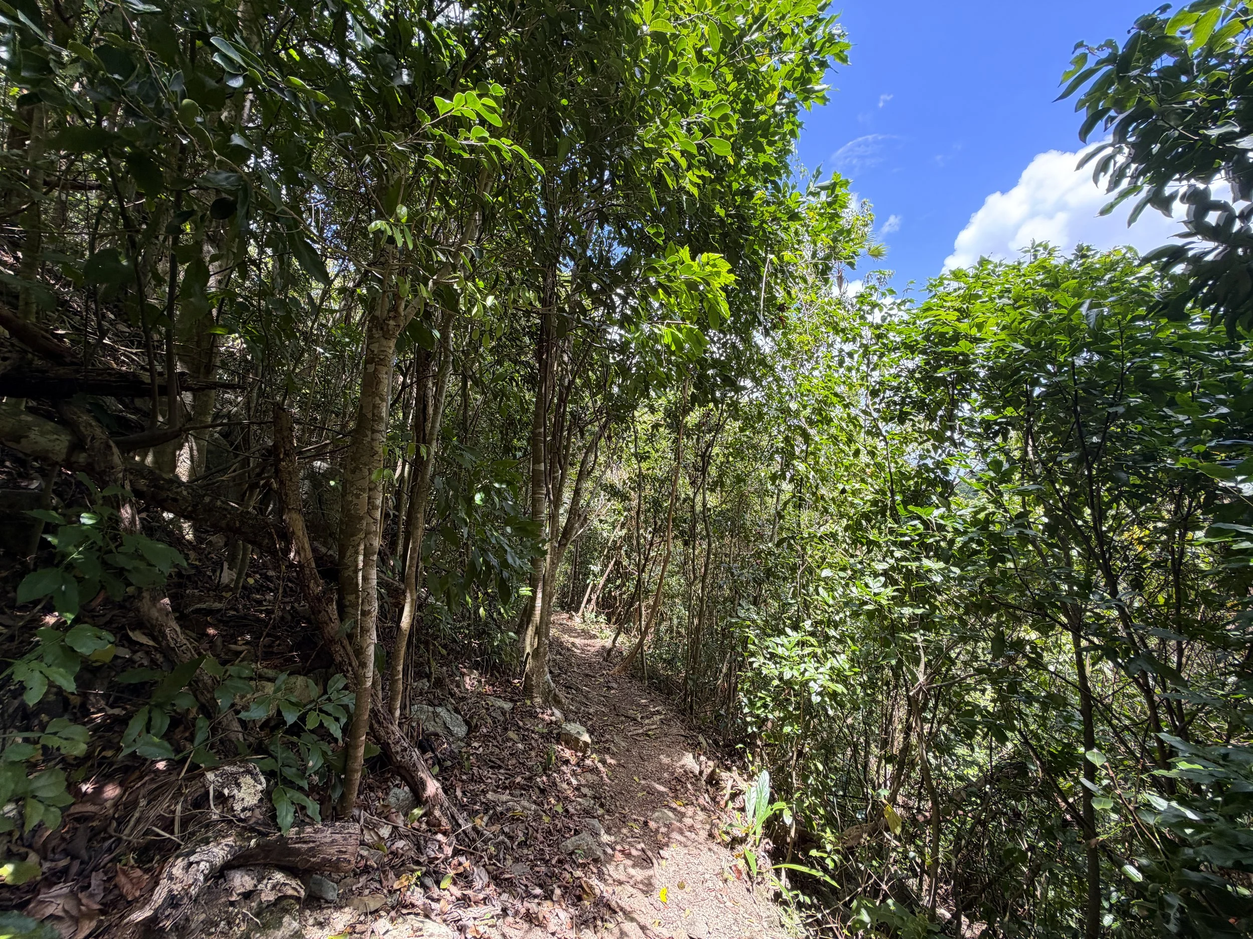 Maria Hope Hike Virgin Islands National Park