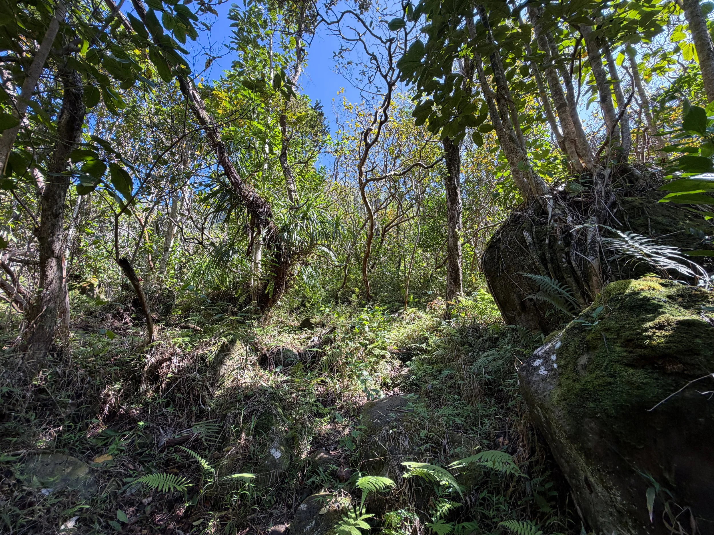 Kulanaahane Trail Oahu Hawaii