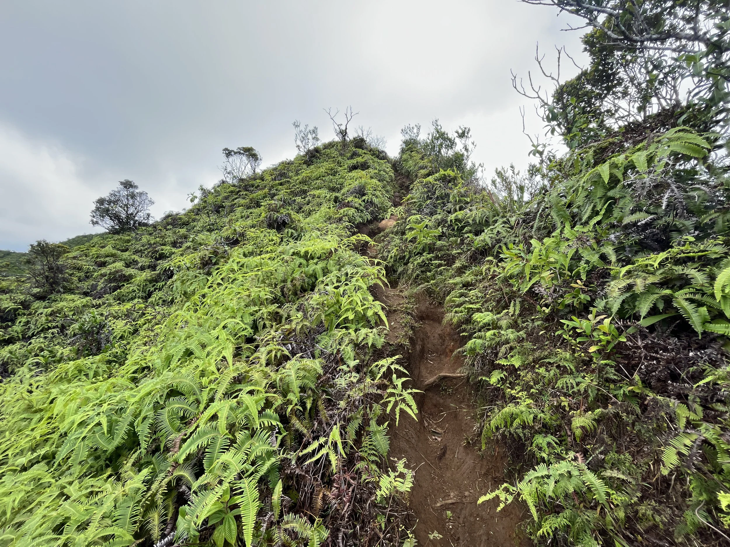 Hiking the Waʻahila Ridge Trail to Mt. Olympus (ʻAwaʻawaloa) on Oʻahu ...