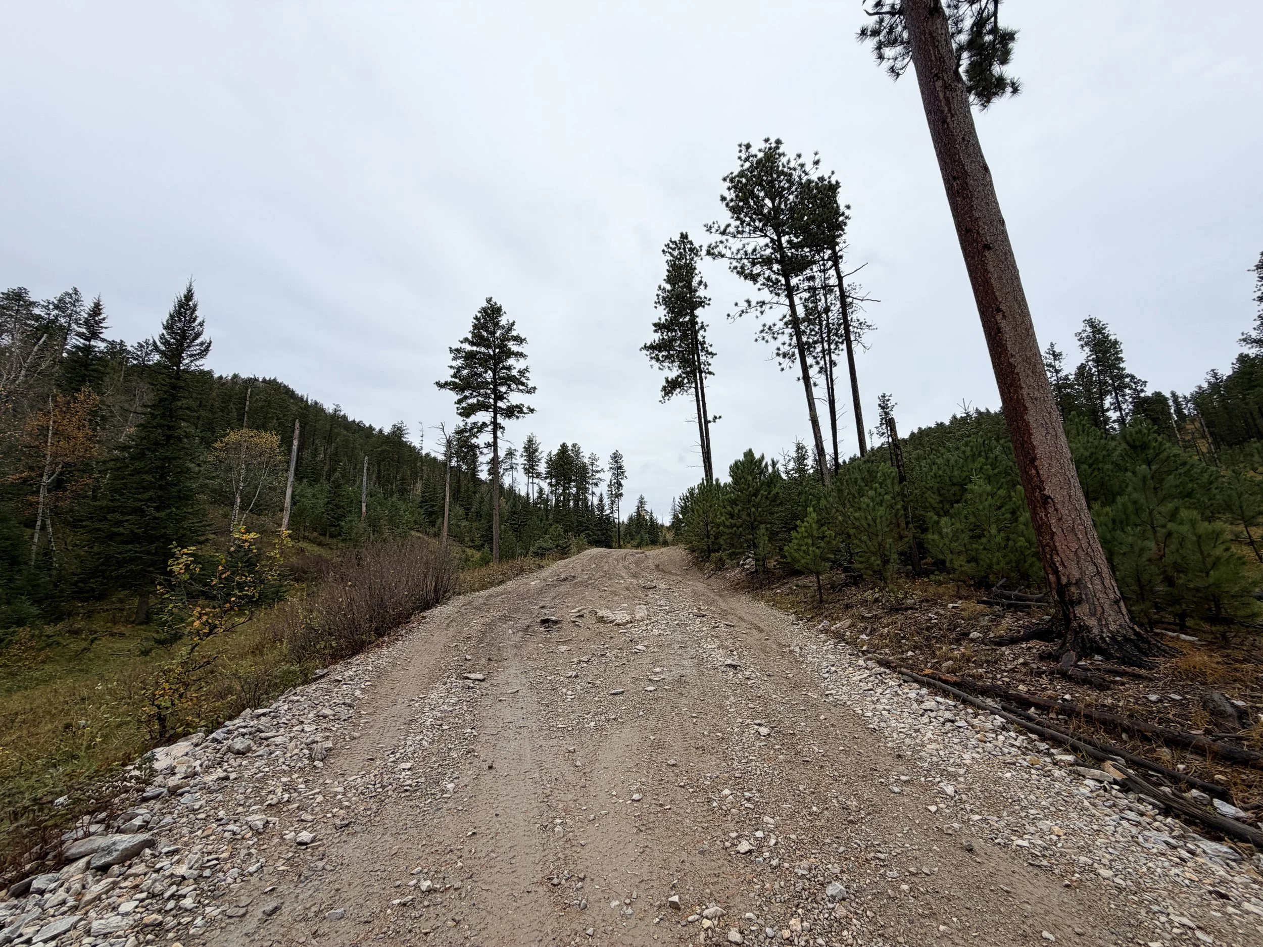 Custer Peak Lookout Trail Black Hills South Dakota