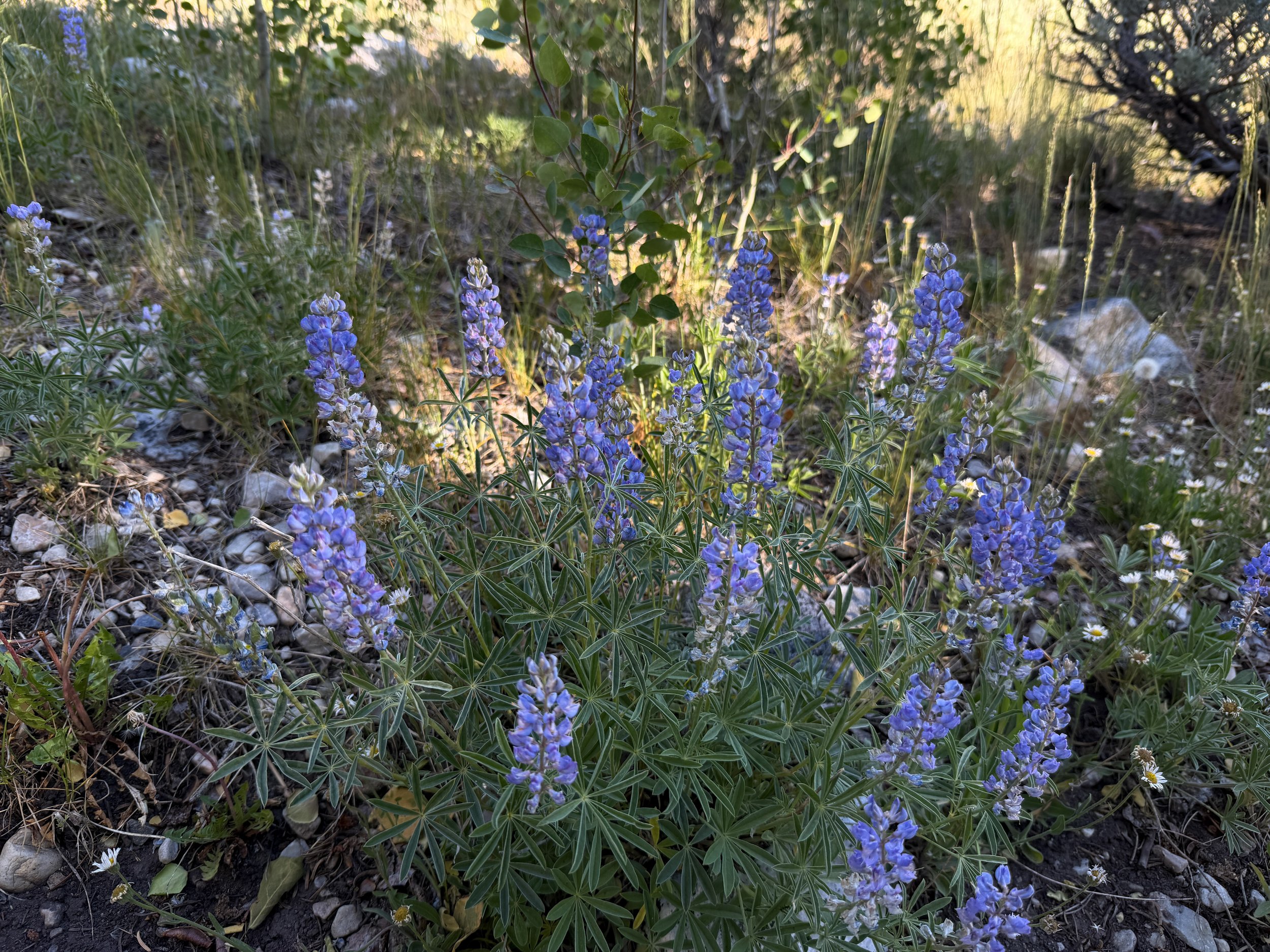 Nevada Lupine Lupinus nevadensis