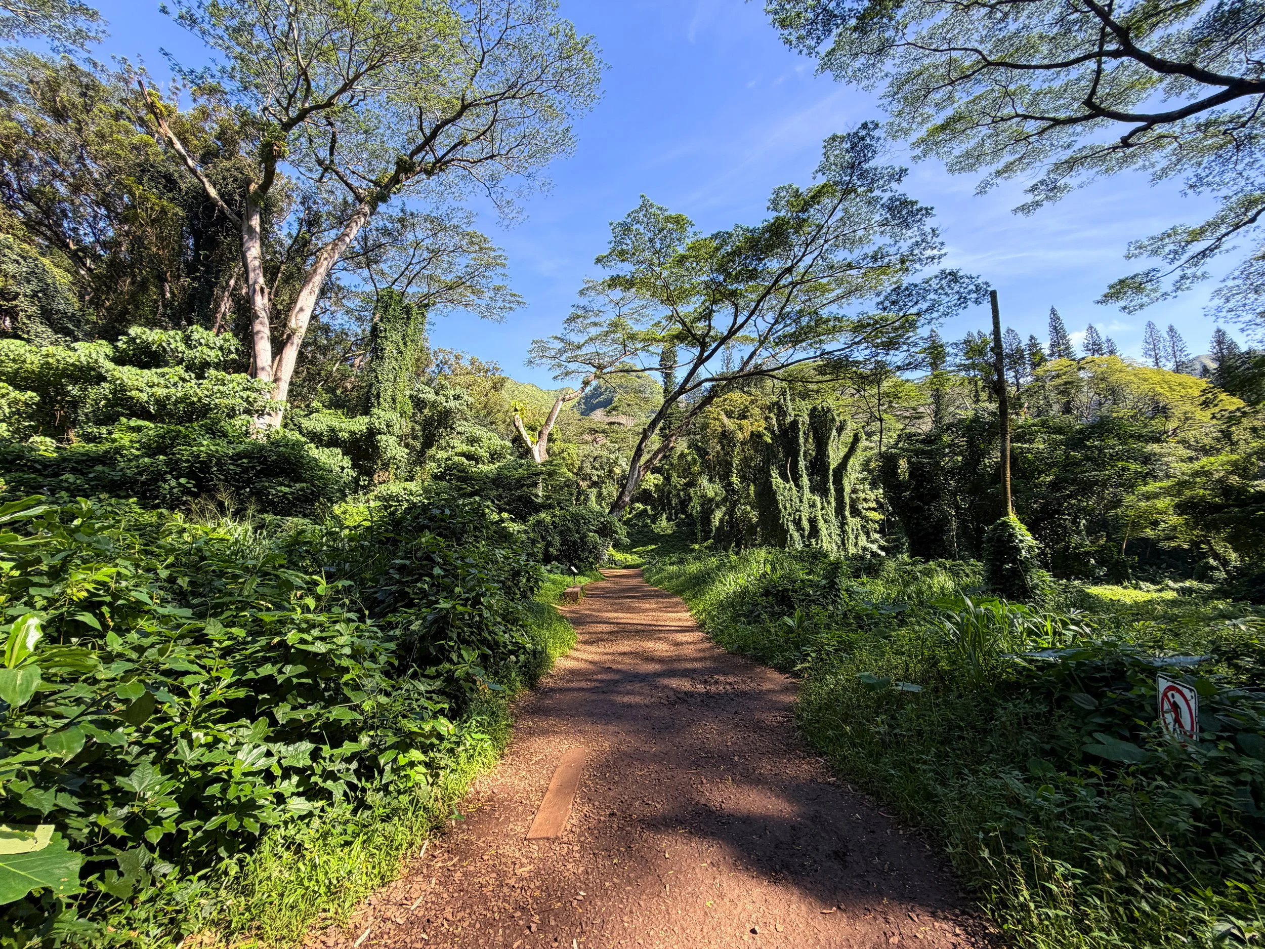 Manoa Falls Trail Oahu Hawaii