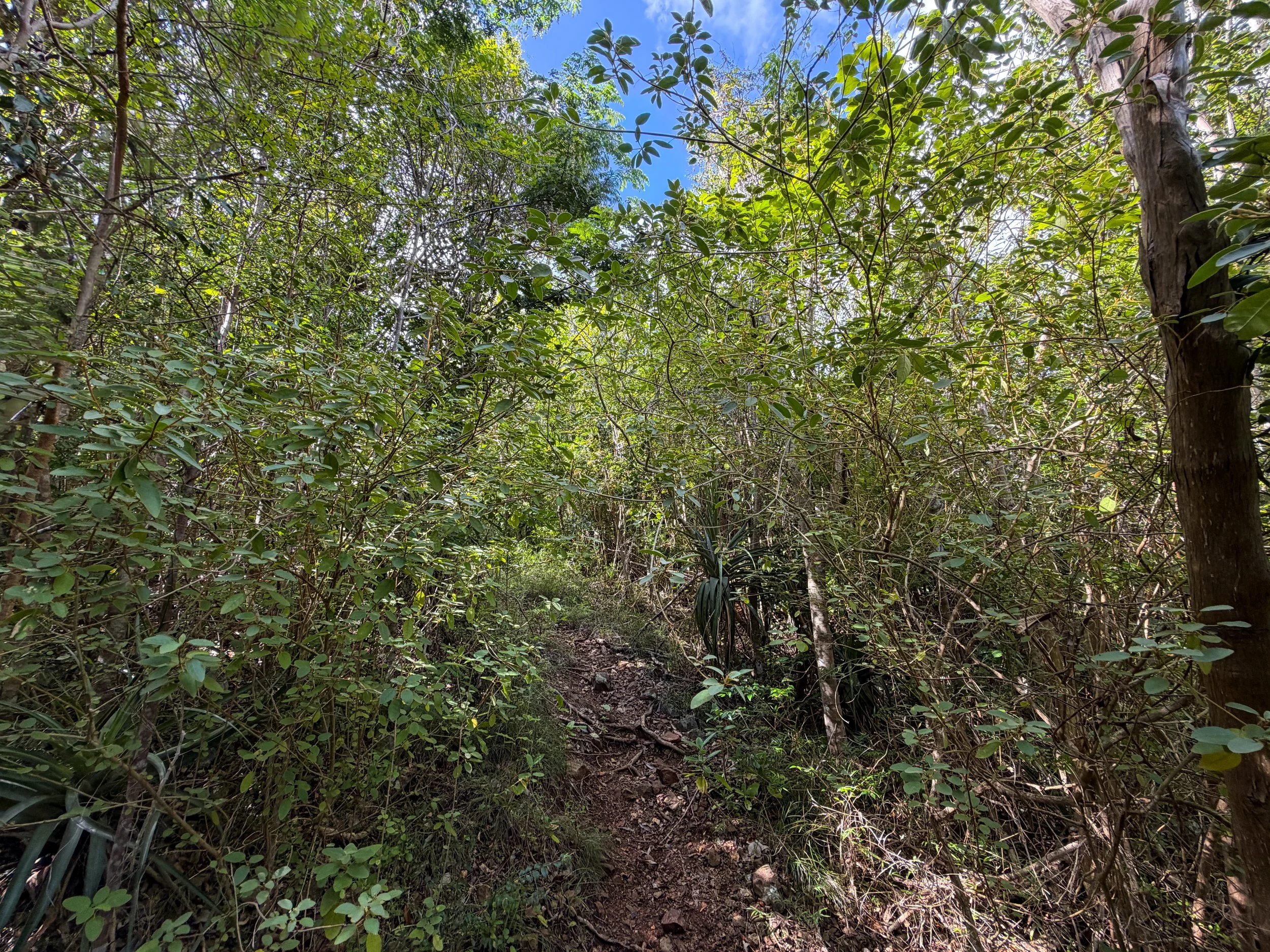 Great Sieben Trail Virgin Islands National Park