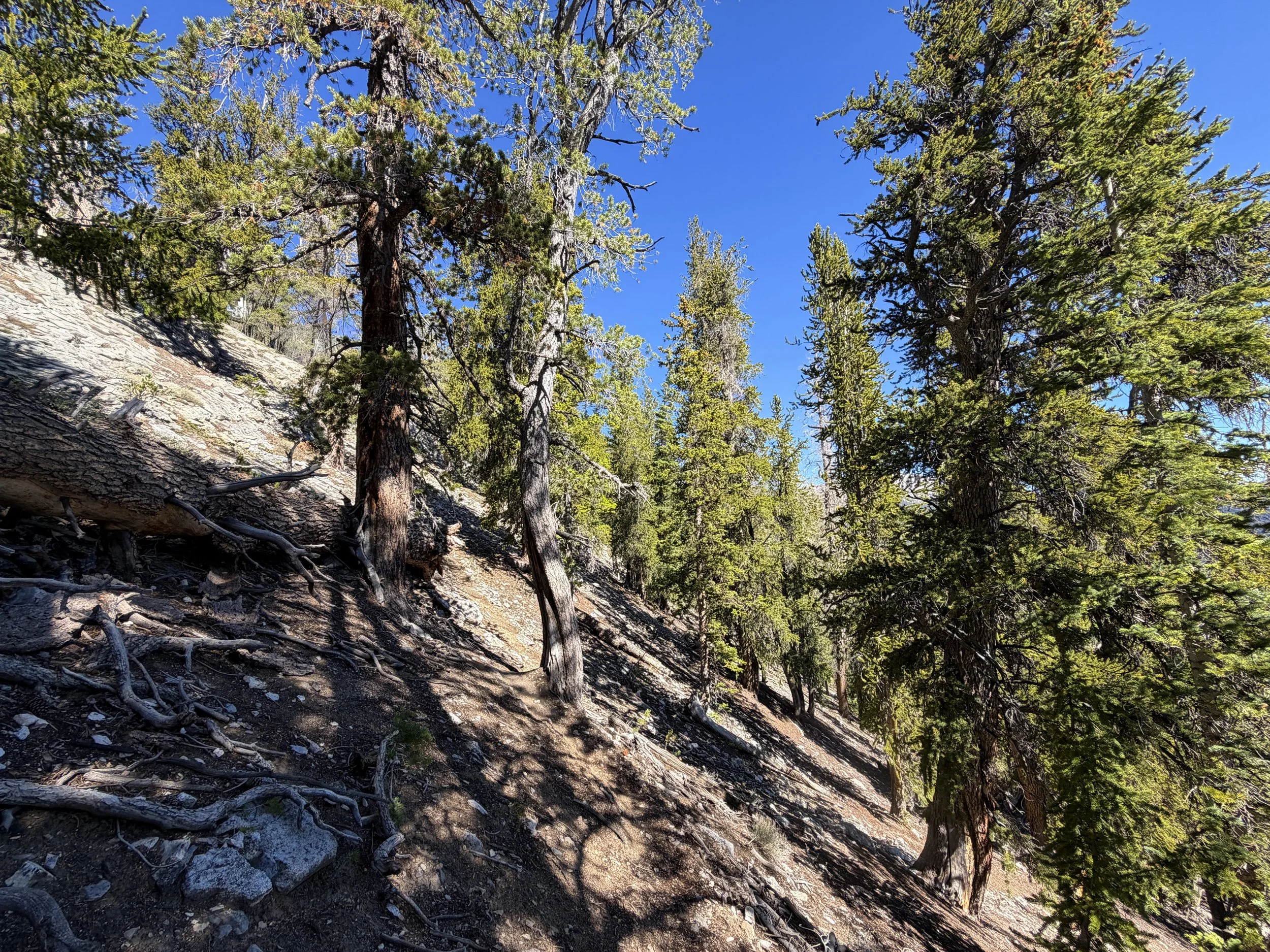 Snake Divide Trail to Magic Grove Great Basin National Park Nevada