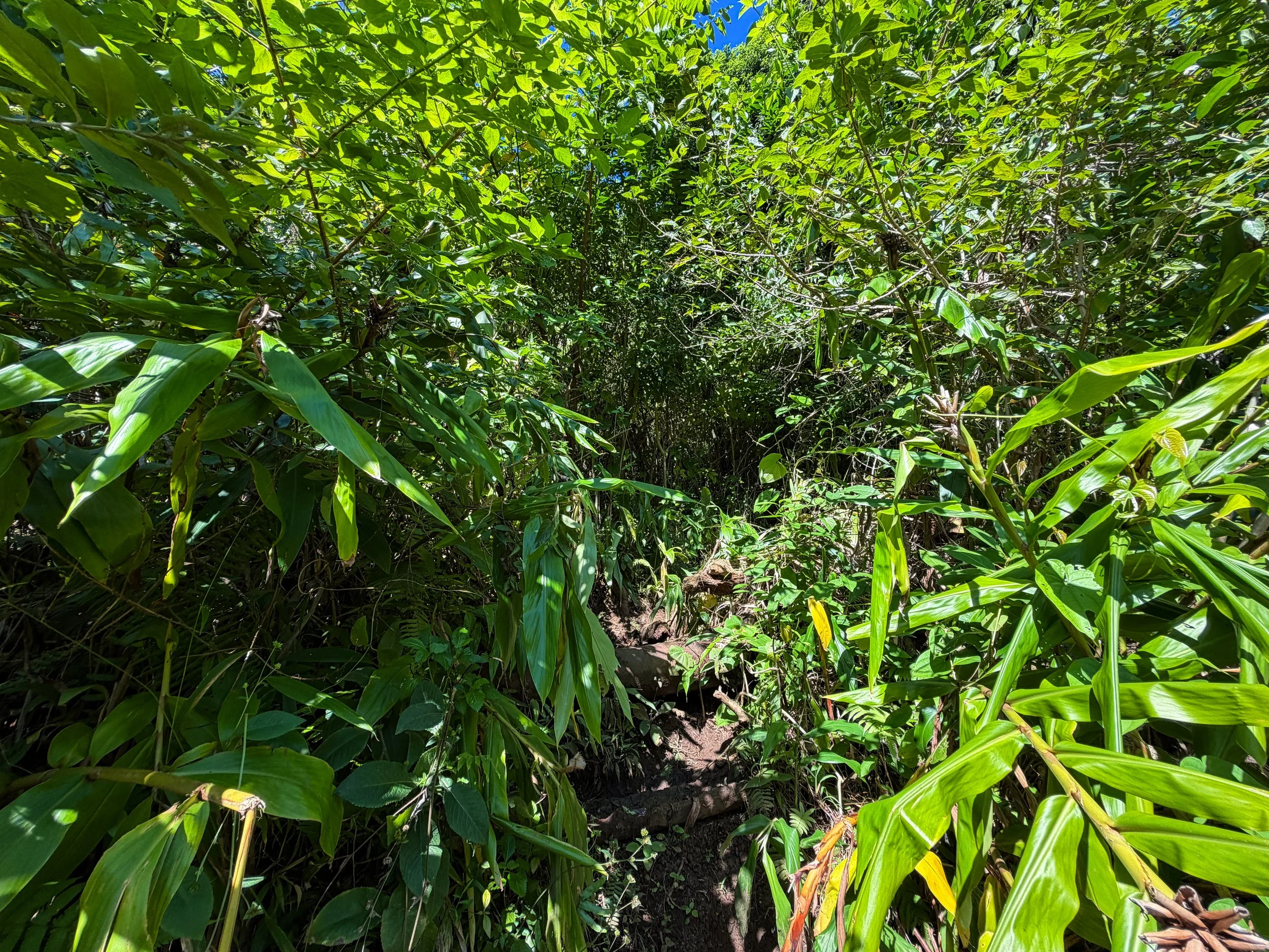 Kaau Crater Trail Oahu Hawaii