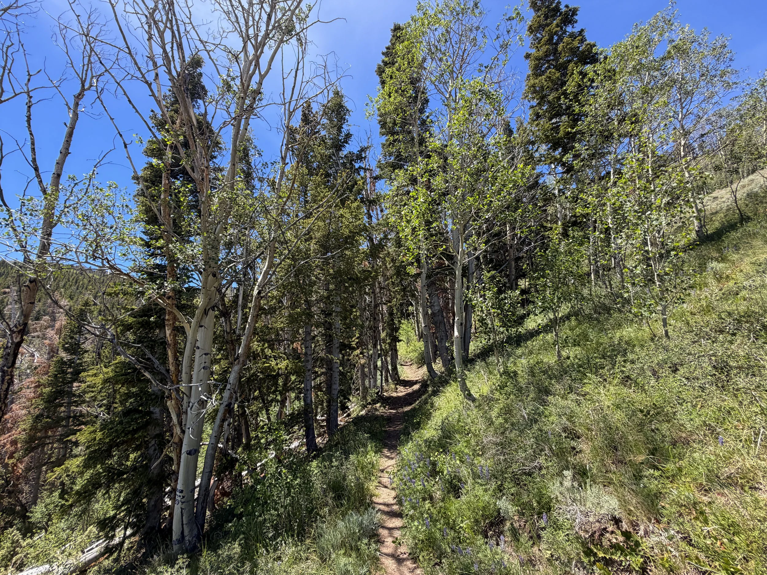 Timber Creek Loop Hike Great Basin National Park Nevada