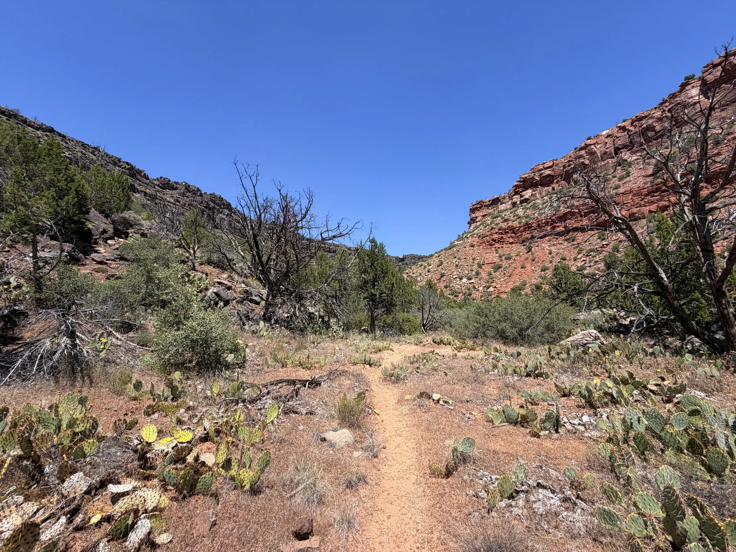 Grapevine Trail to Left Fork Falls Zion National Park Utah