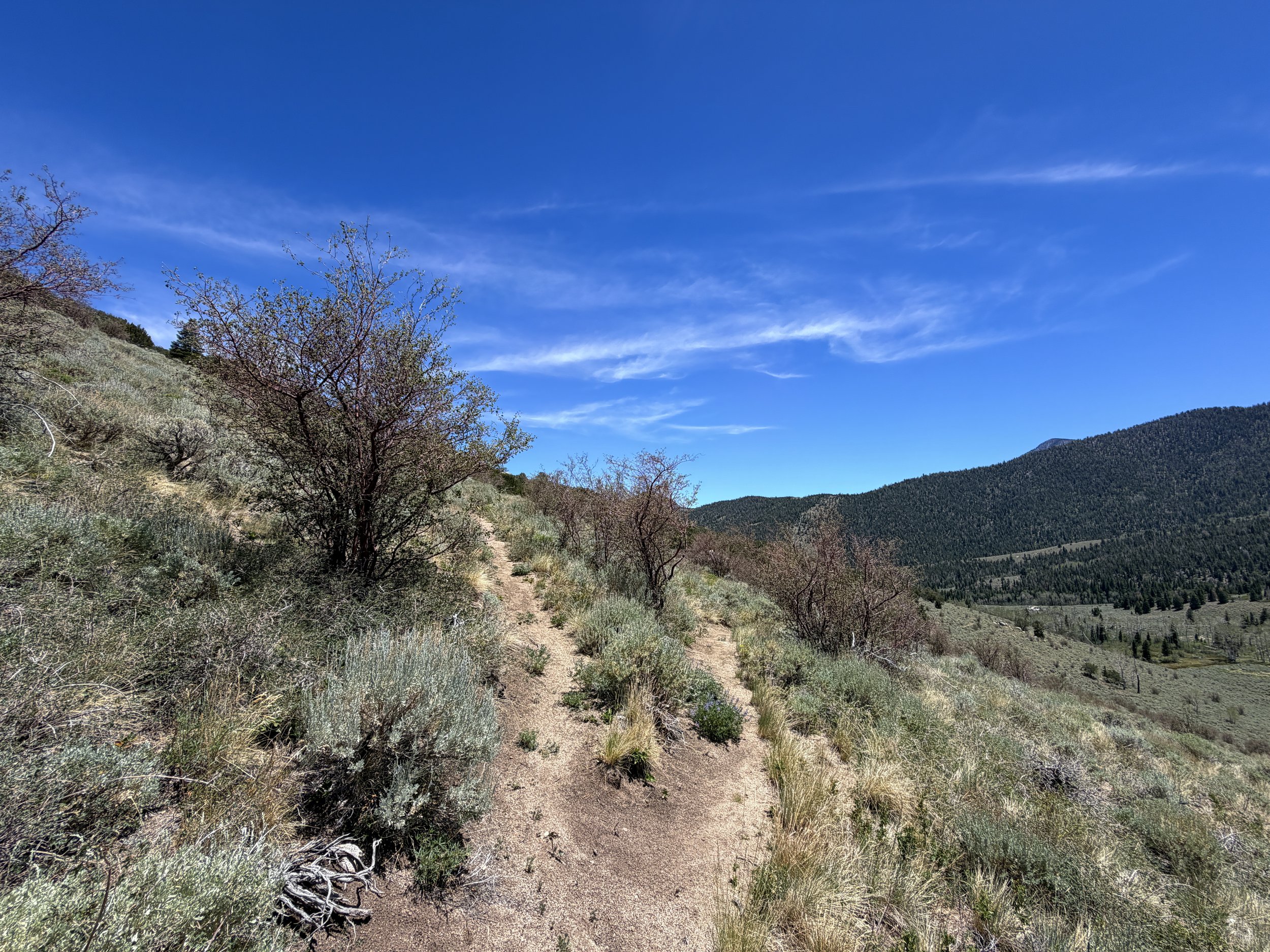Serviceberry Loop Trail Great Basin National Park Nevada