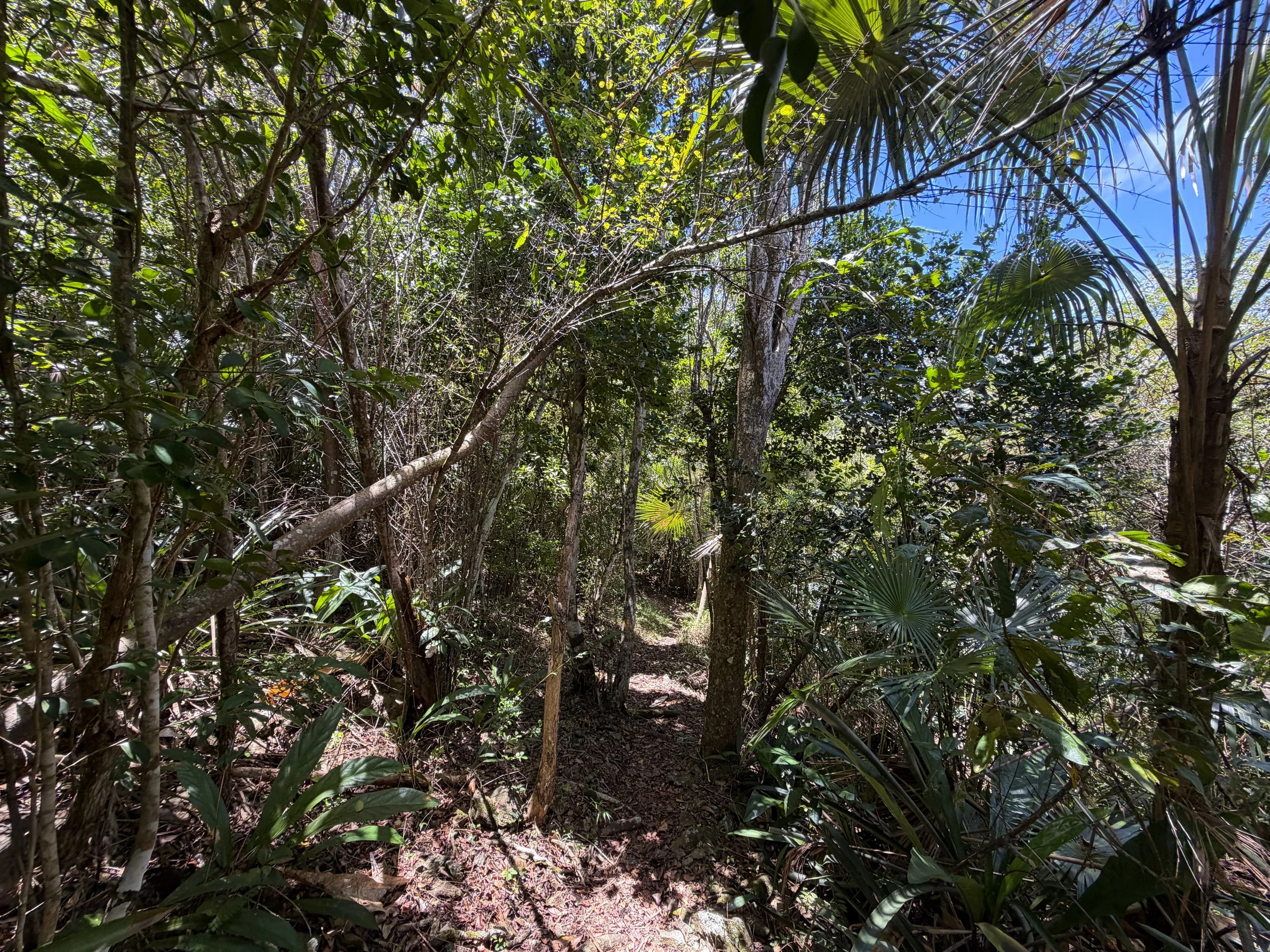 Caneel Hill Trail to North Shore Road Virgin Islands National Park