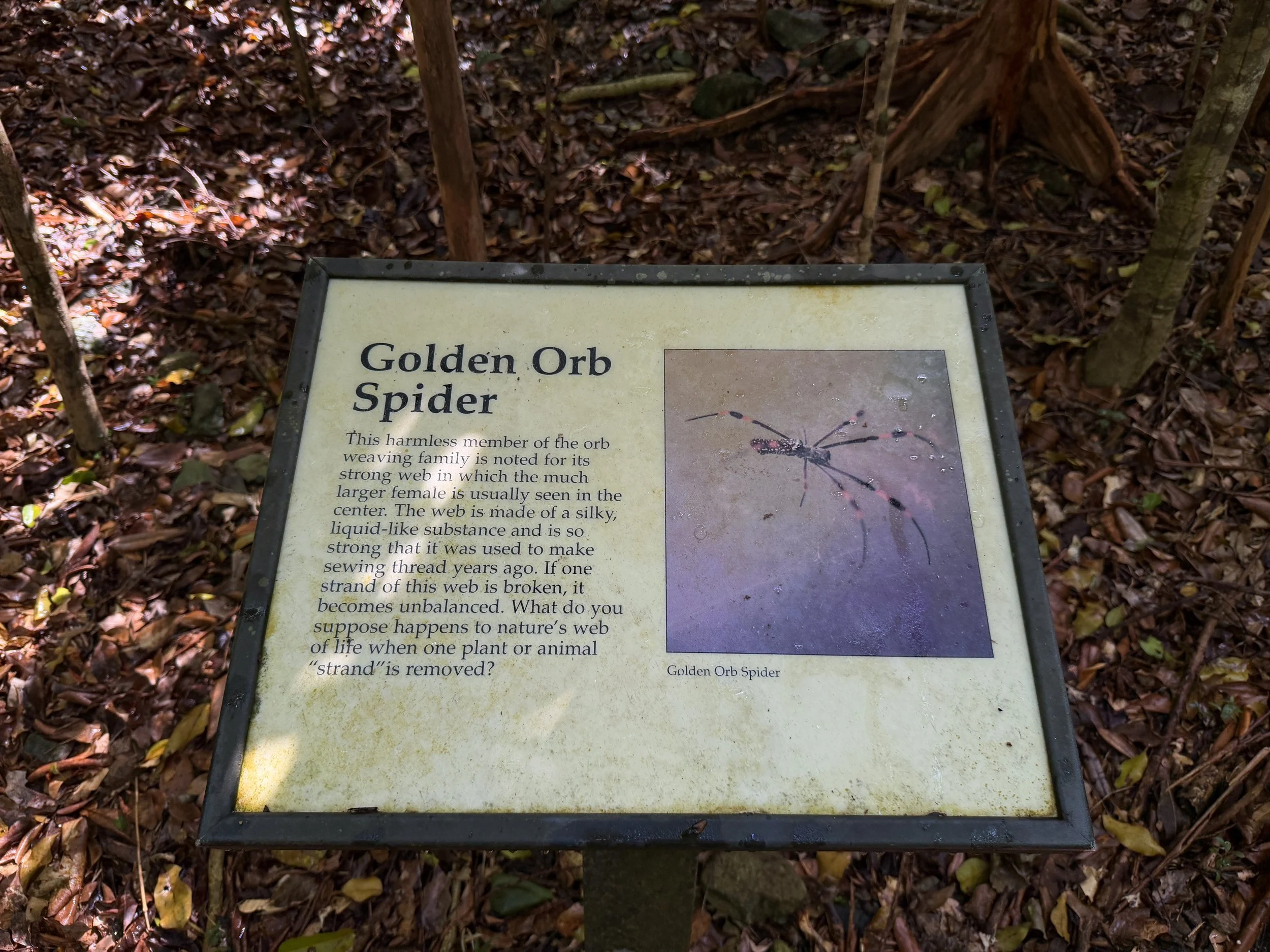 Cinnamon Bay Loop Trail Virgin Islands National Park