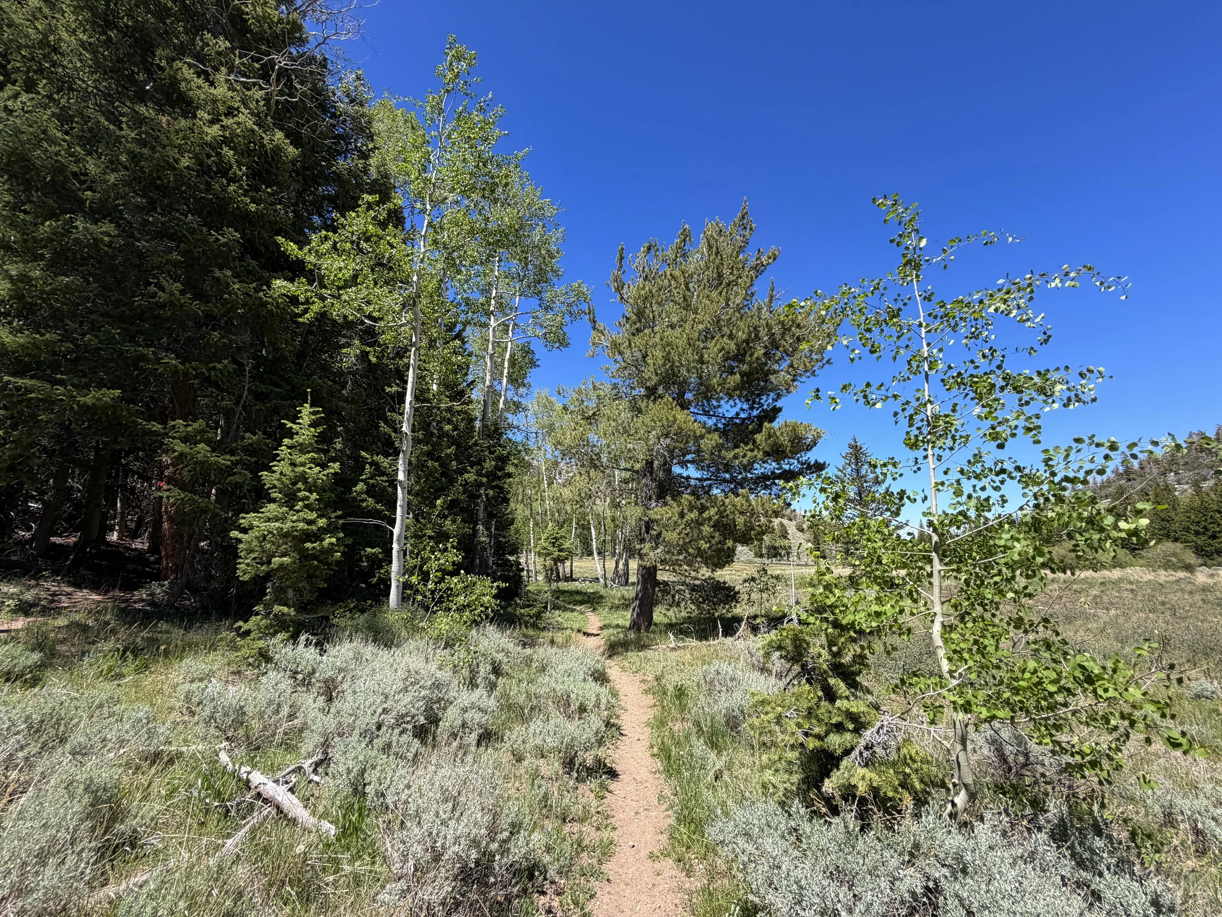 Baker Creek Loop Trail Great Basin National Park Nevada