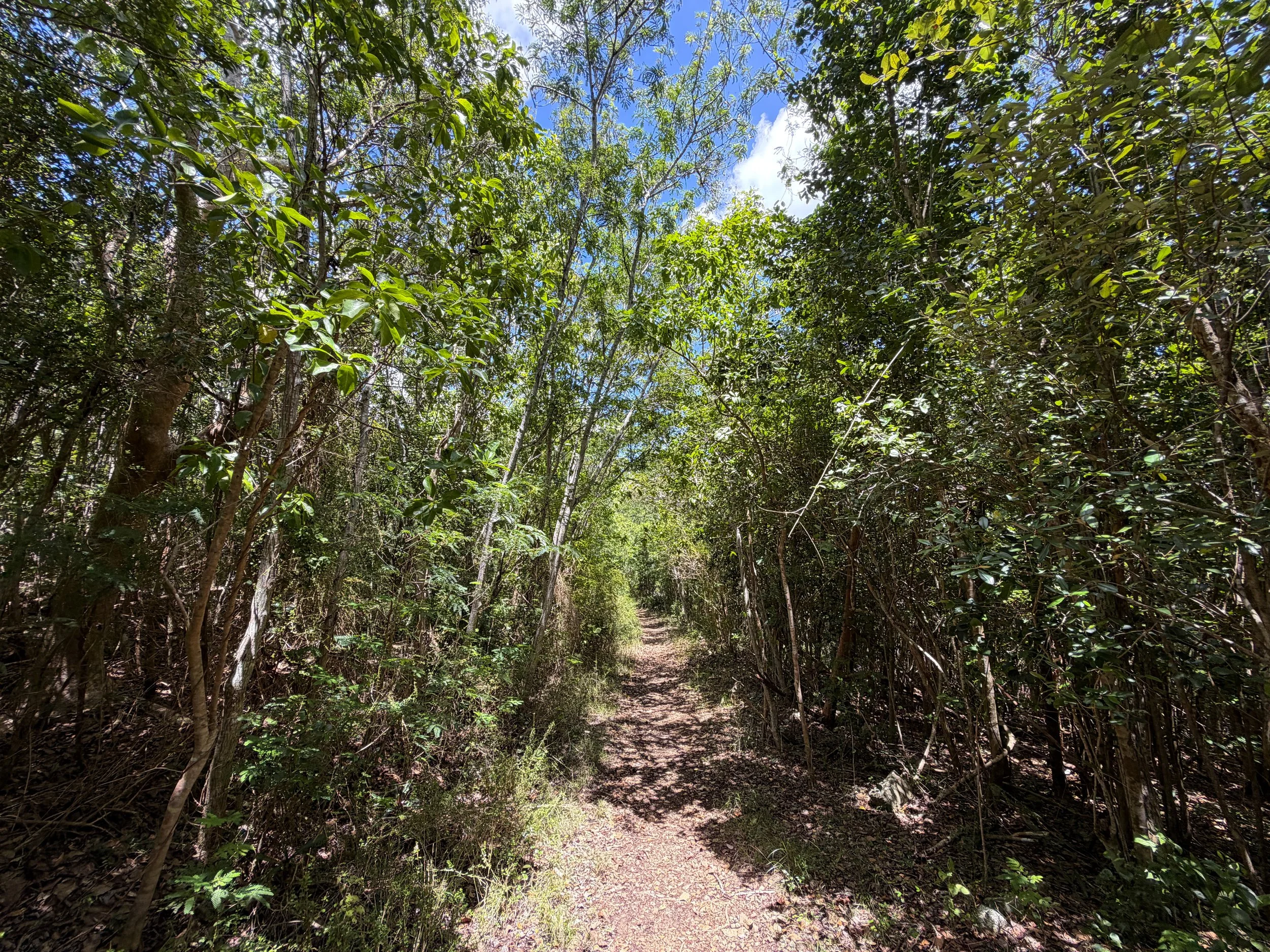 LEsperance Hike Virgin Islands National Park
