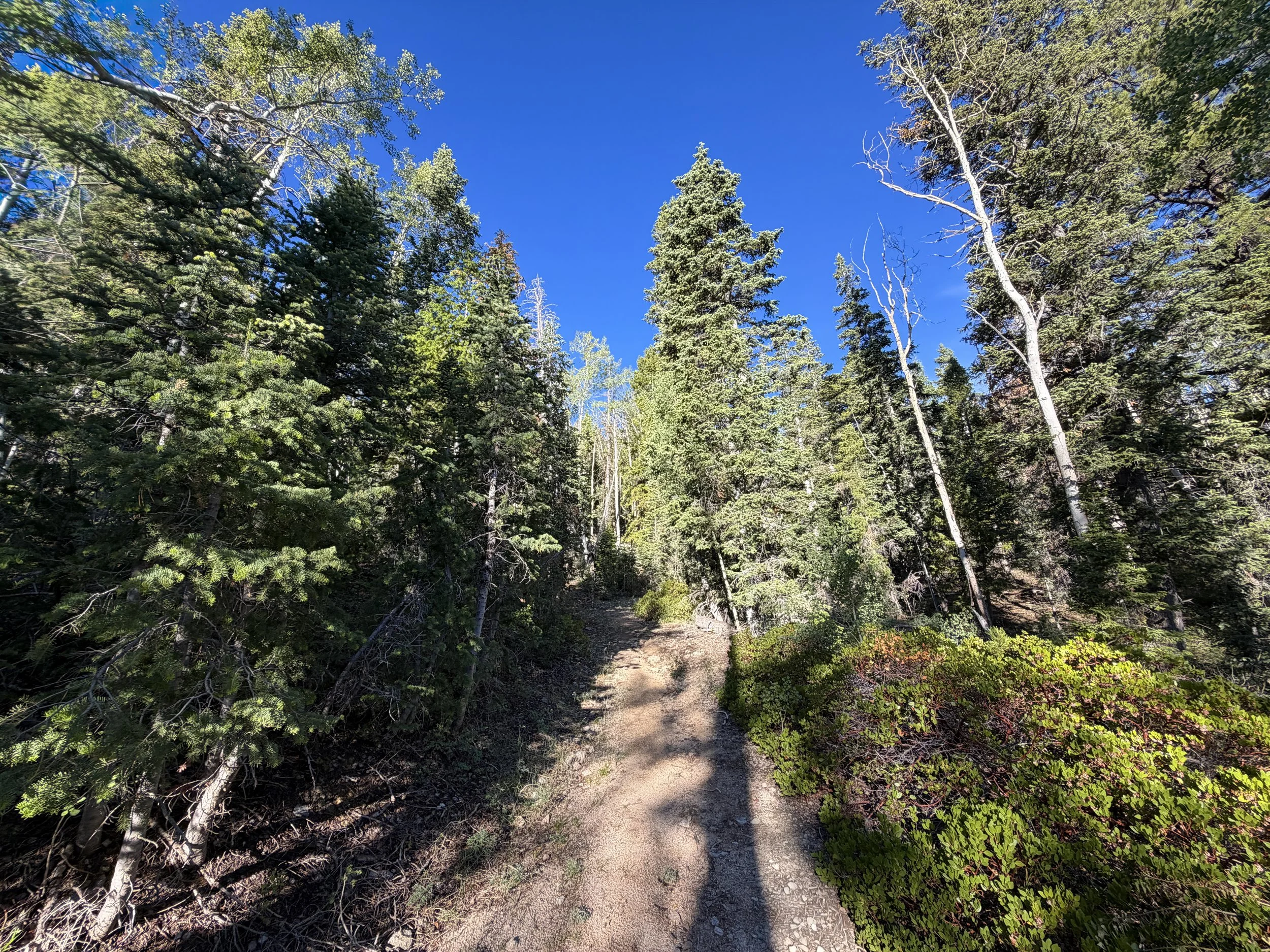 Snake Creek Overlook Trail Great Basin National Park Nevada