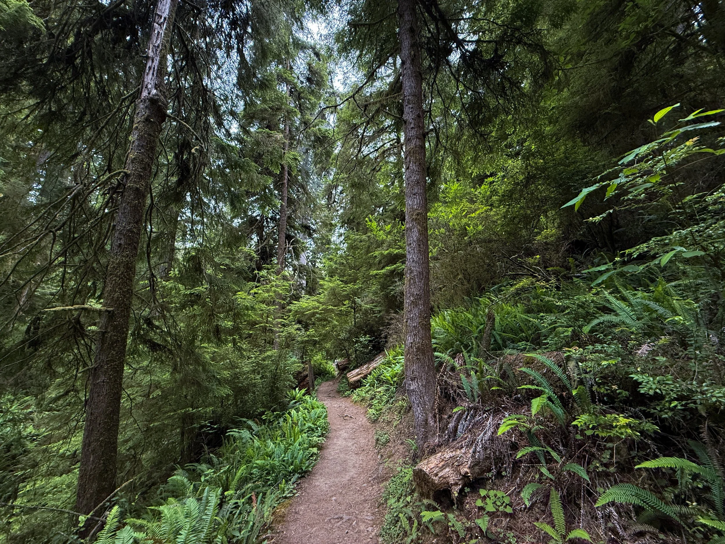 Boy Scout Tree Trail Jedediah Smith Redwoods State Park California