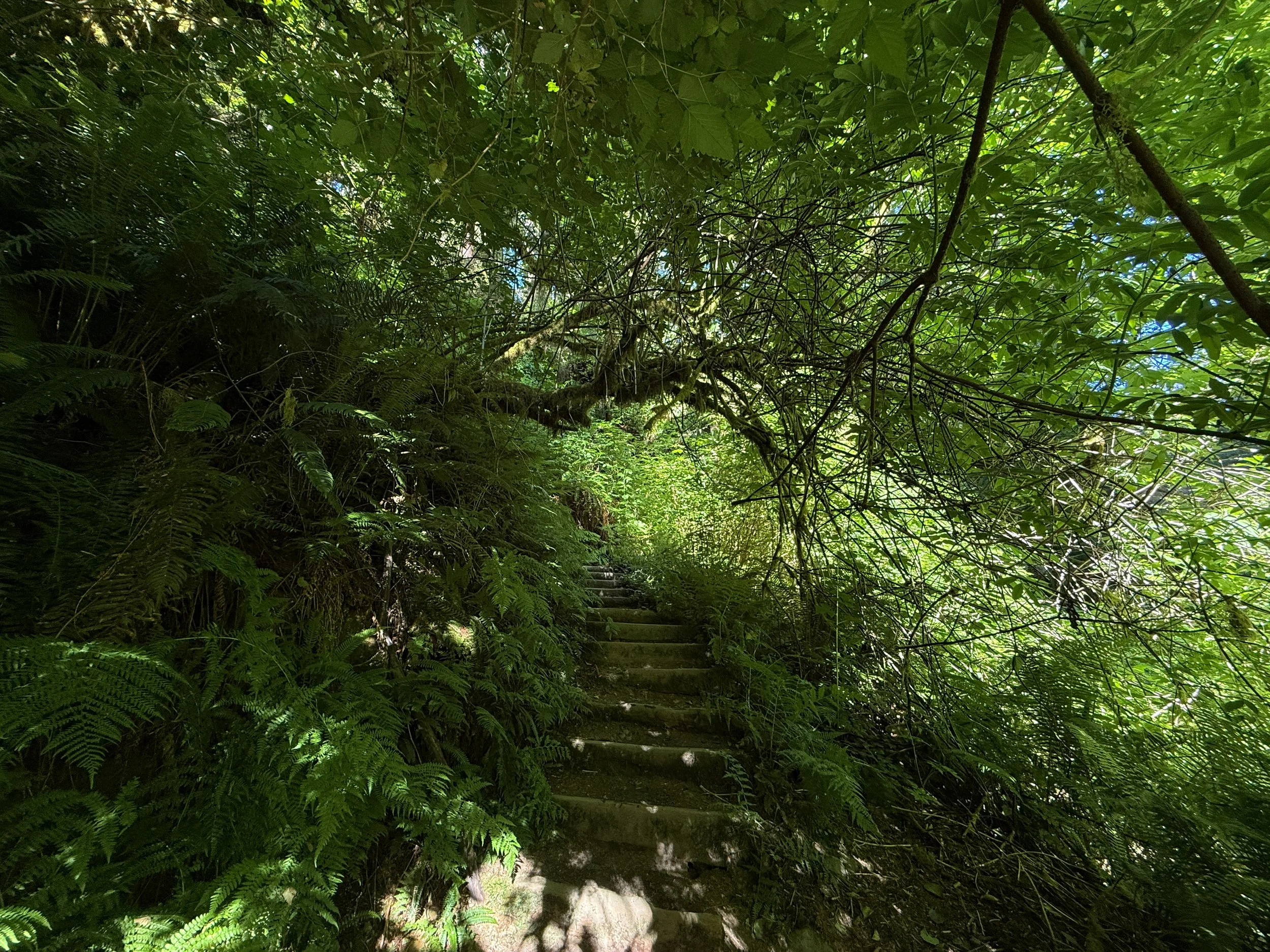 Fern Canyon Loop Hike Prairie Creek Redwoods State Park California