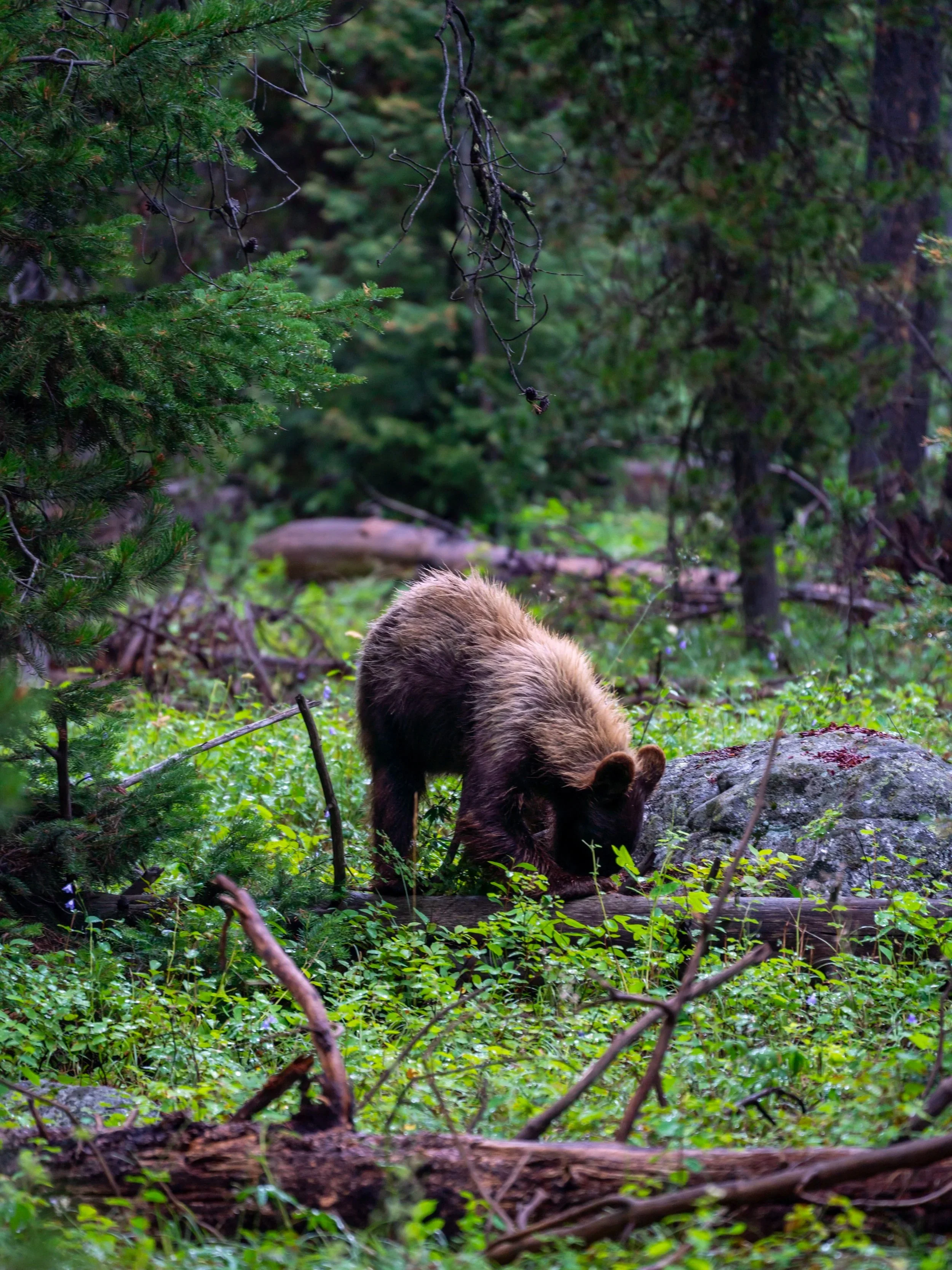 Black Bear Phelps Lake Loop Trail Grand Teton National Park