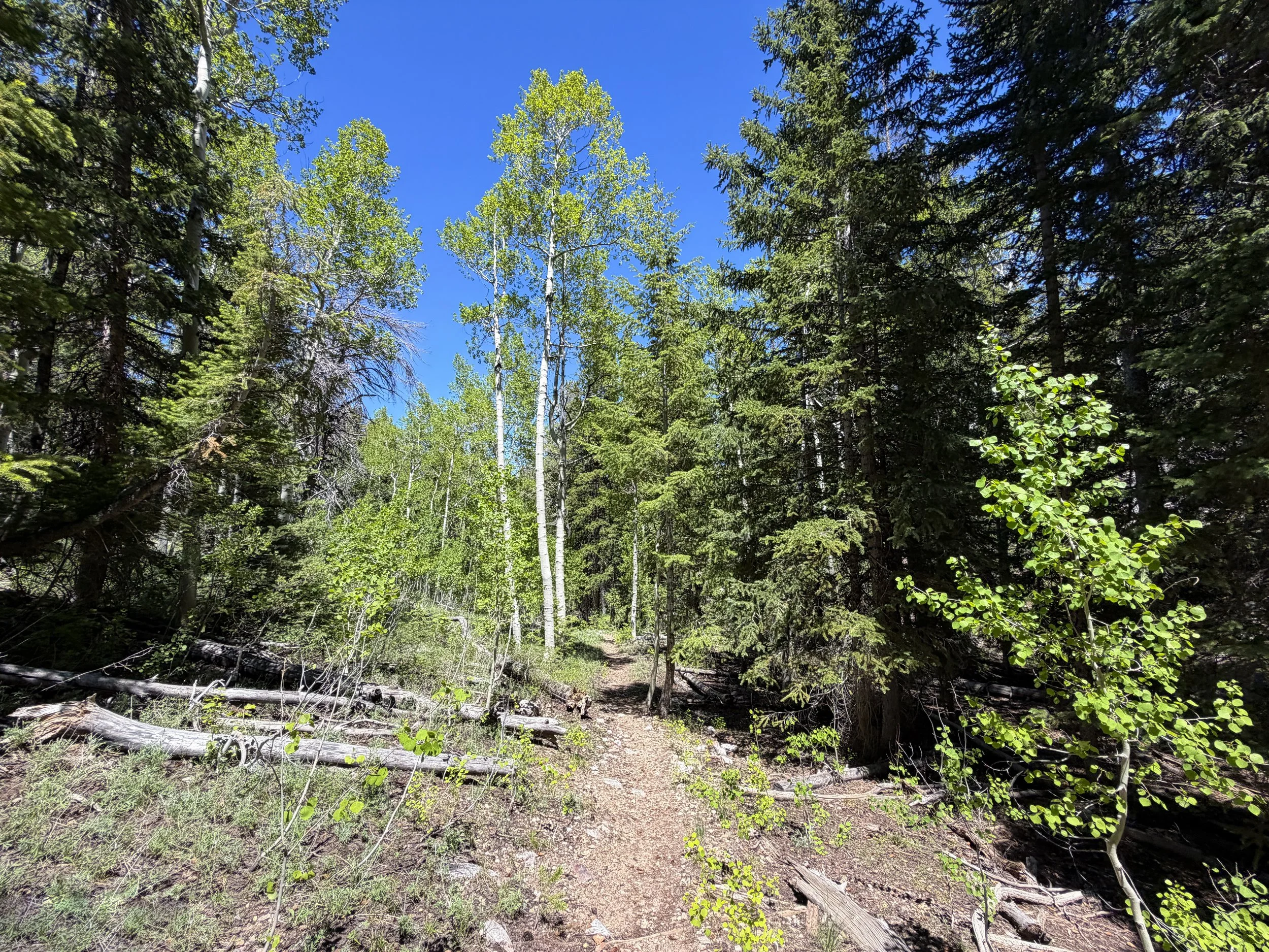 Timber Creek Loop Trail Great Basin National Park Nevada