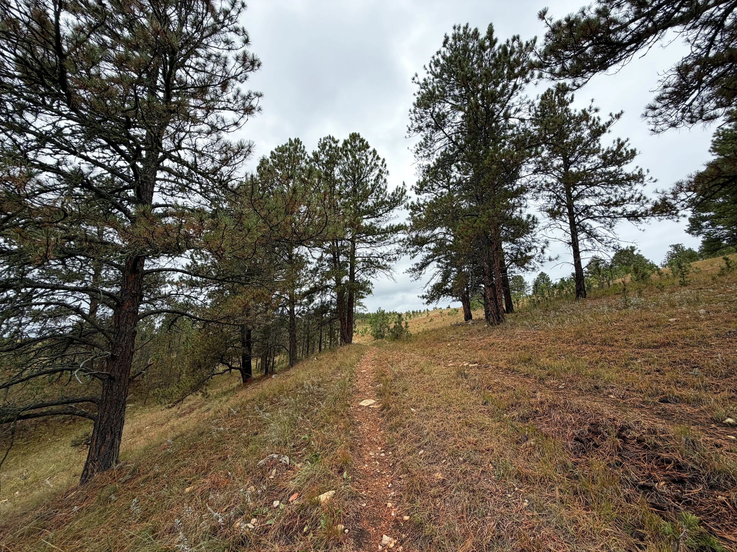 Highland Creek to Lookout Point Trail Wind Cave National Park South Dakota