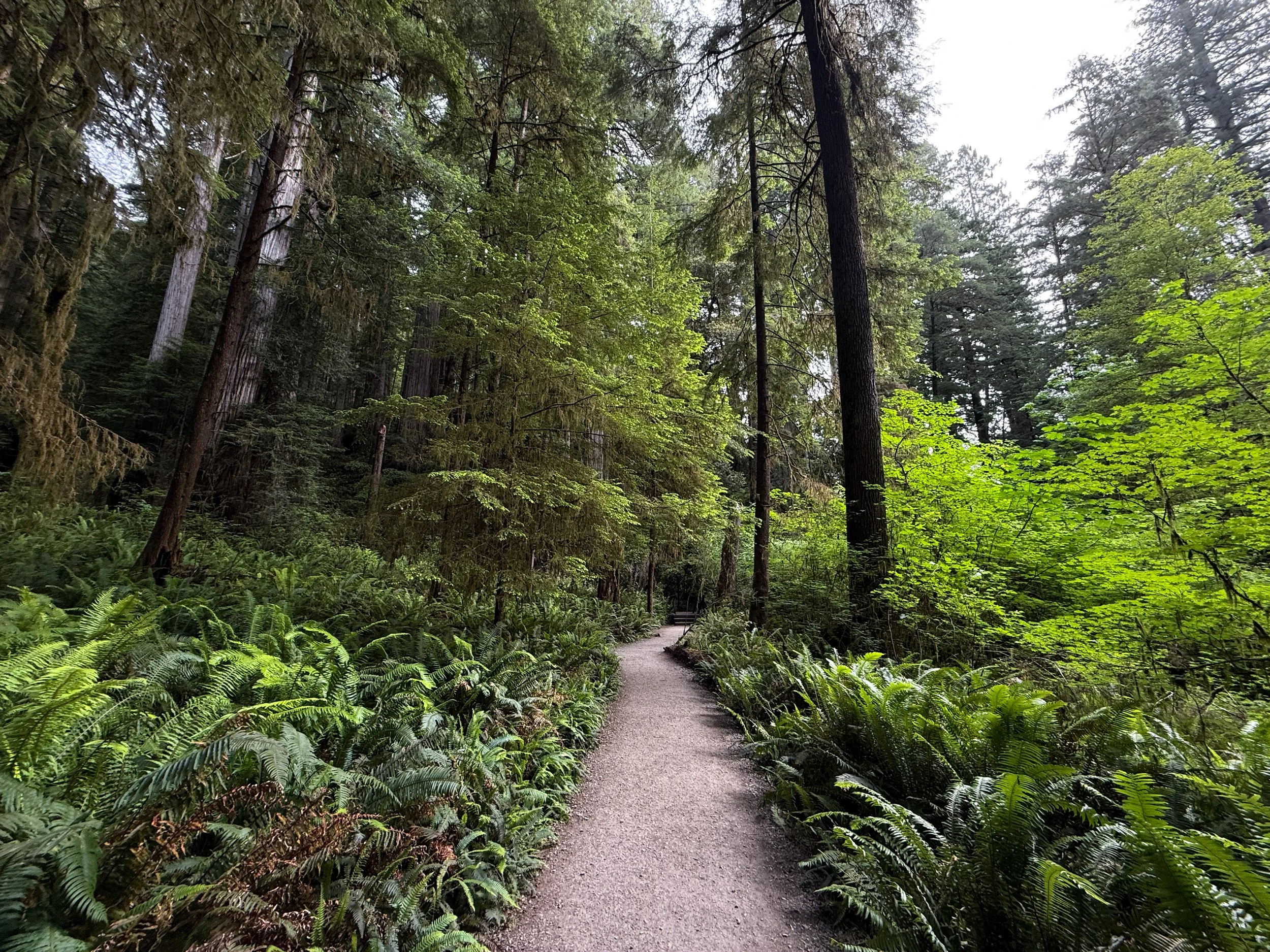 Grove of the Titans Trail Jedediah Smith Redwoods State Park California