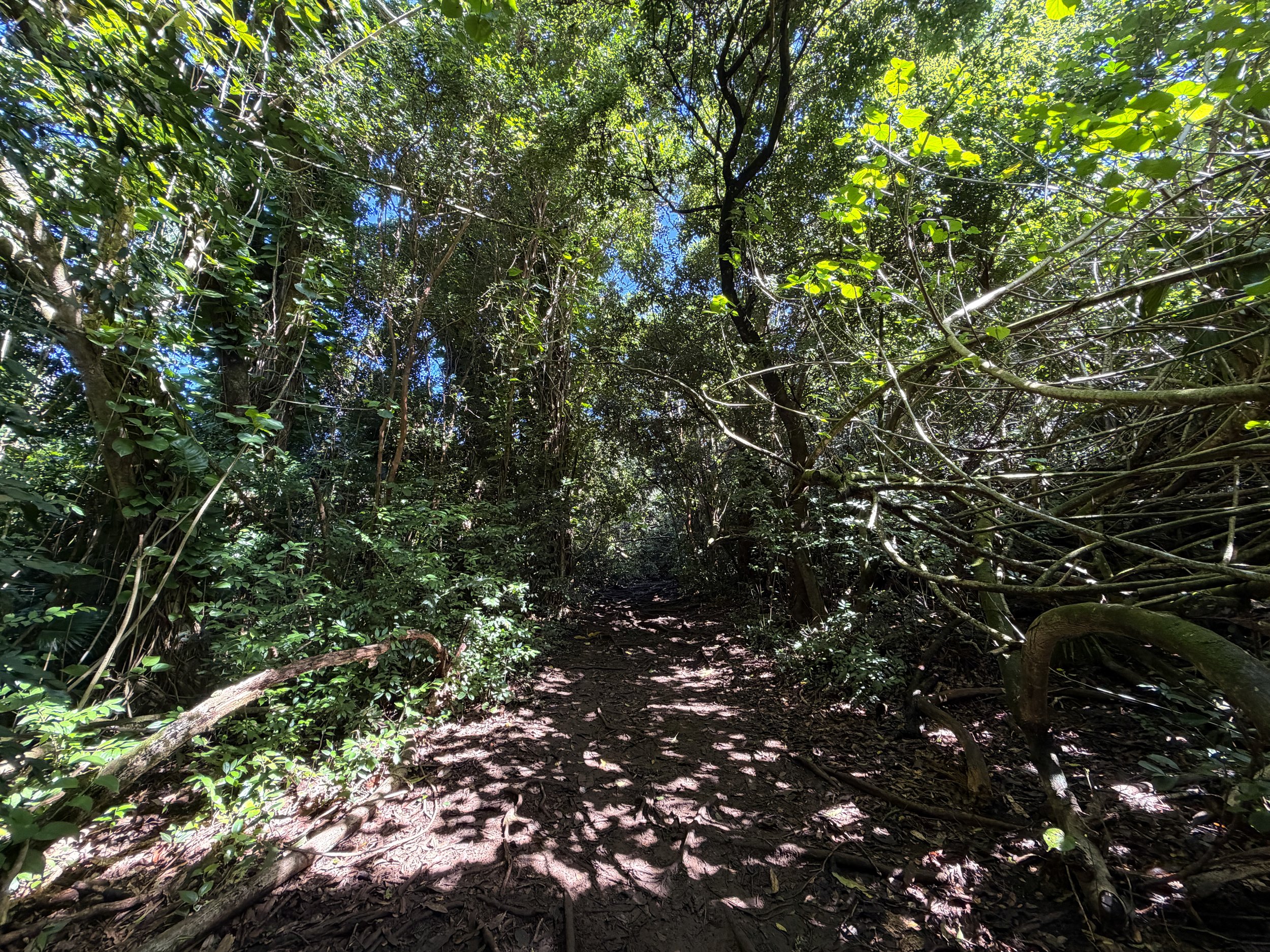 Judd Loop Trail Oahu Hawaii
