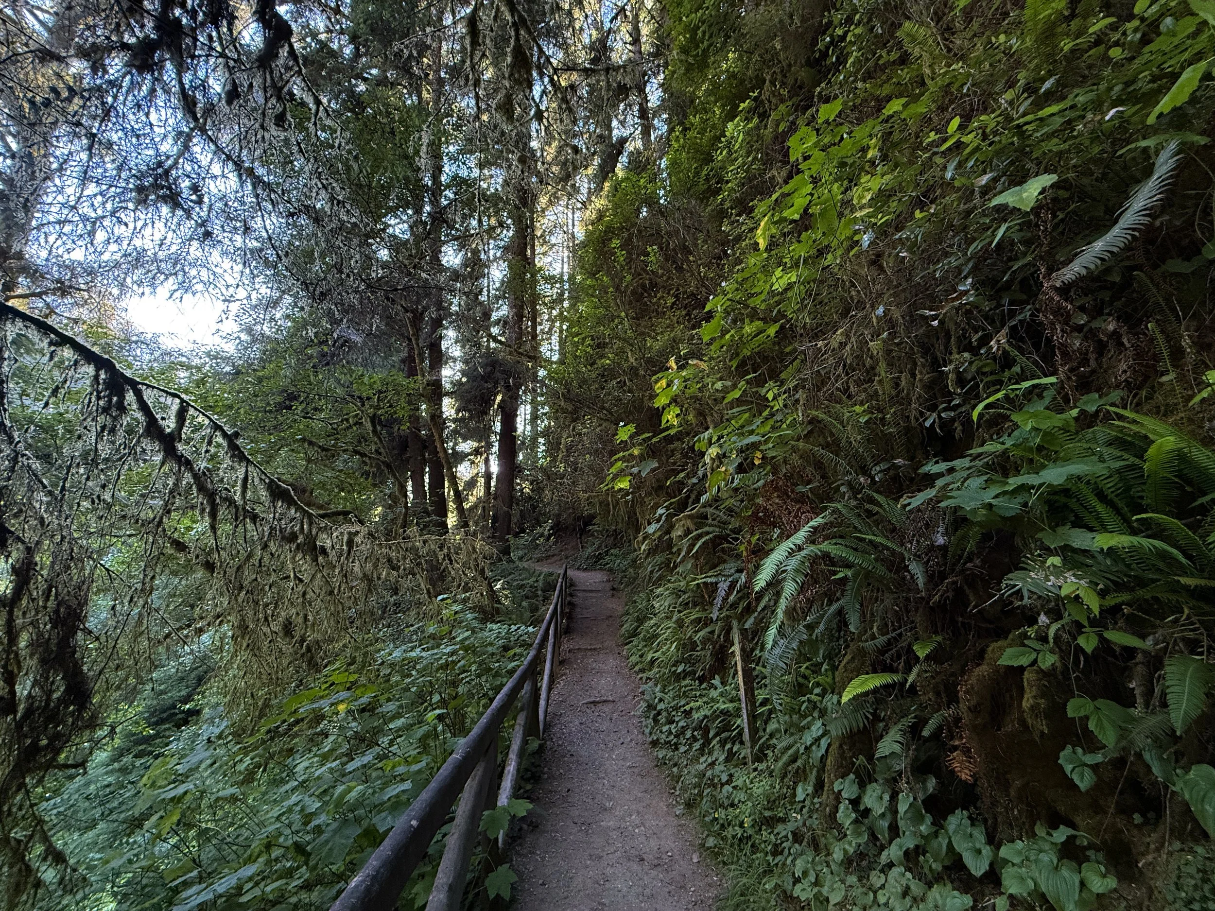 Fern Canyon Hike Prairie Creek Redwoods State Park California