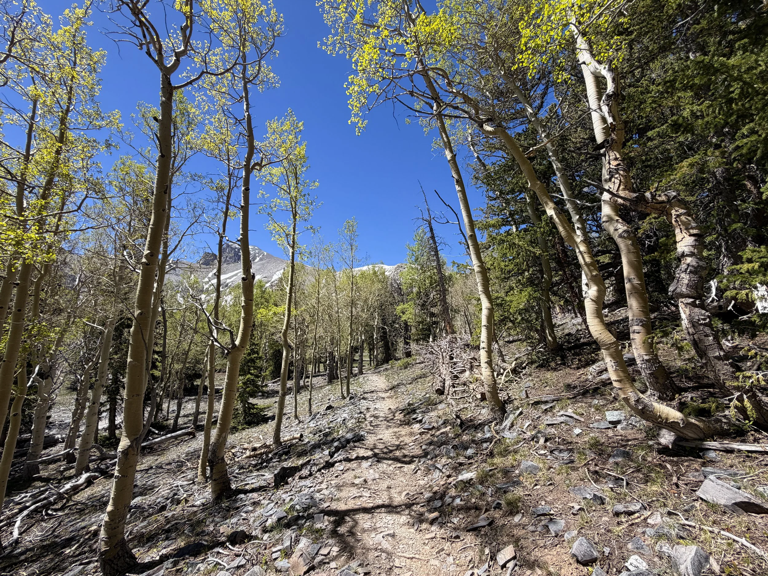 Wheeler Peak Summit Hike Great Basin National Park Nevada