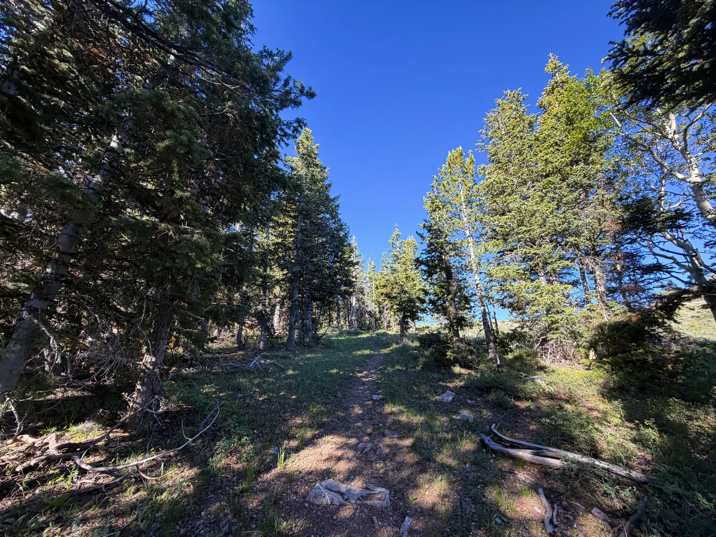 Upper Strawberry Trail Great Basin National Park Nevada