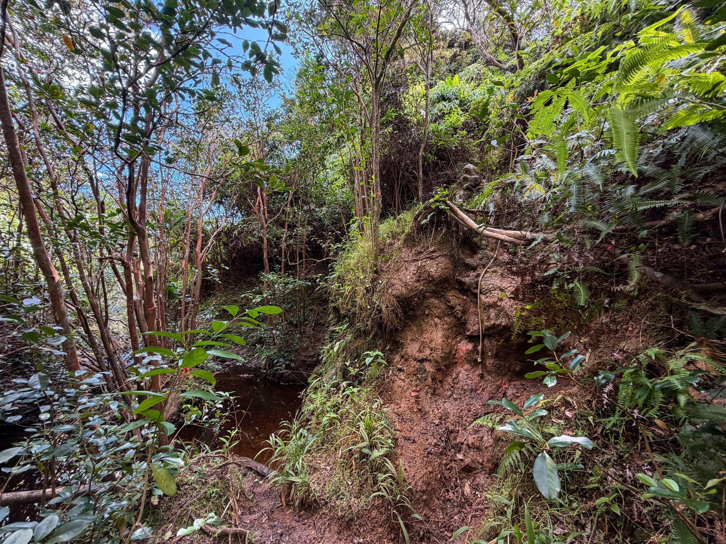Kaau Crater Loop Trail Oahu Hawaii