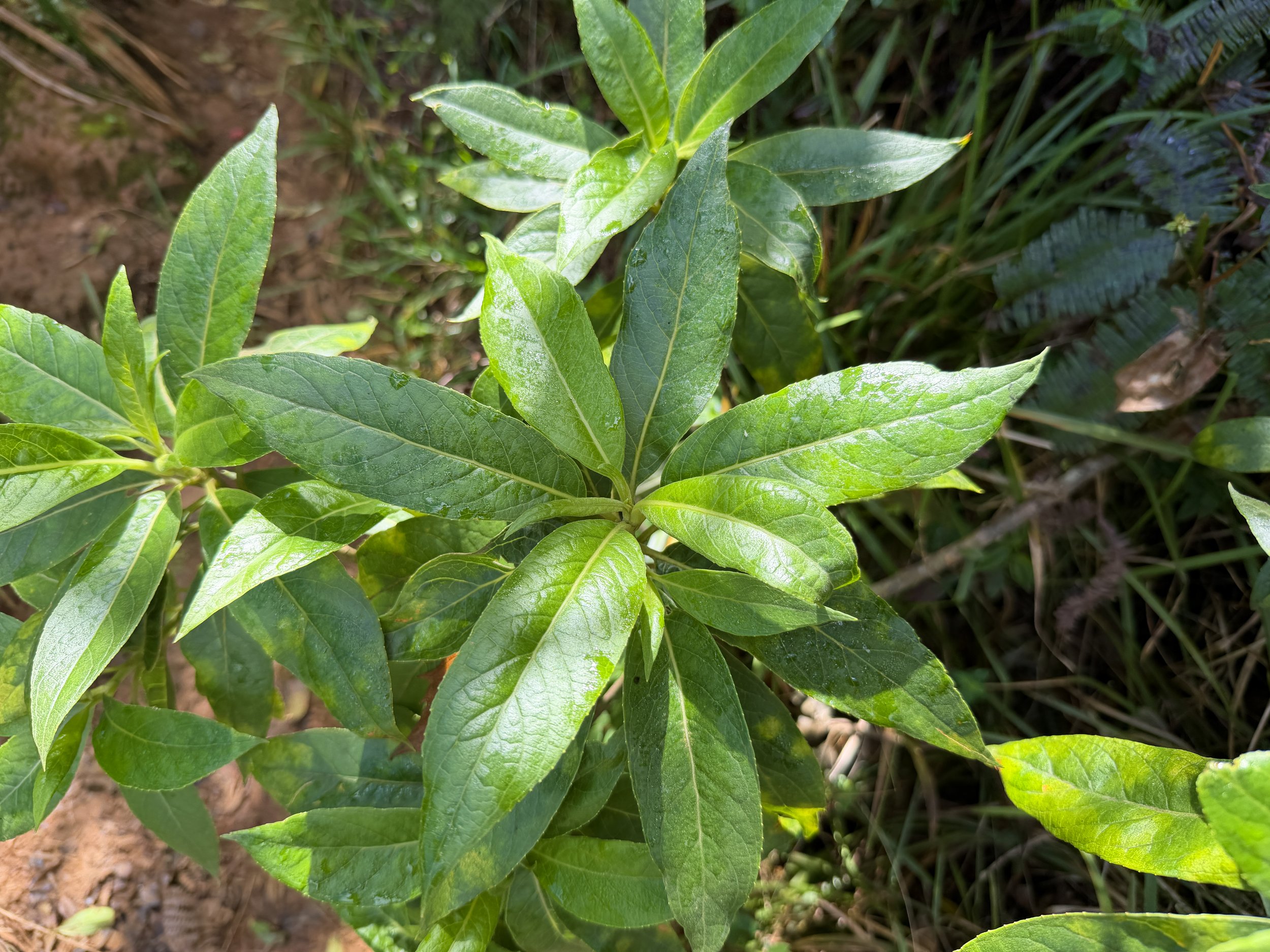 Naupaka Scaevola mollis