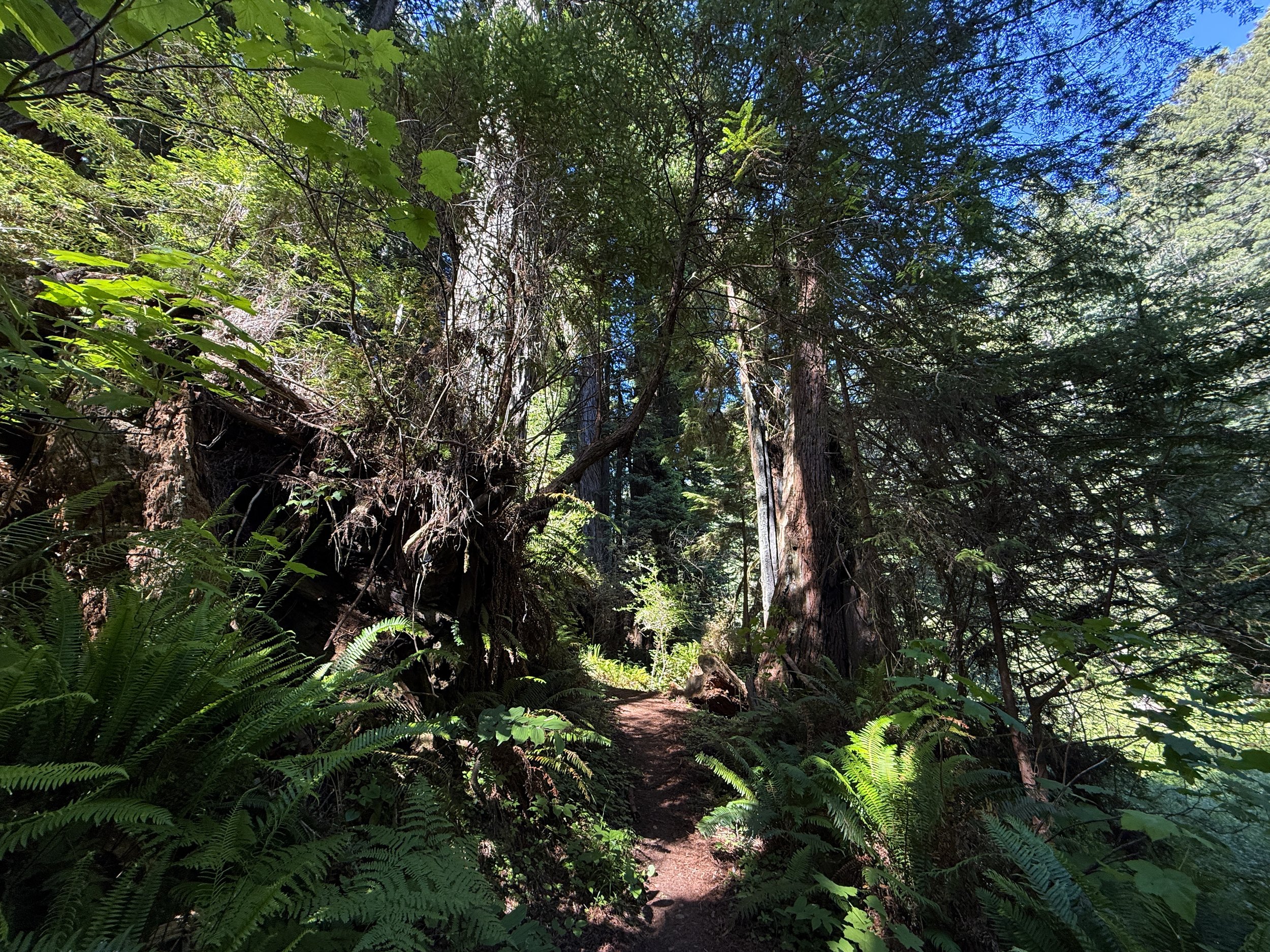 Moorman Pond Trail Prairie Creek Redwoods State Park California