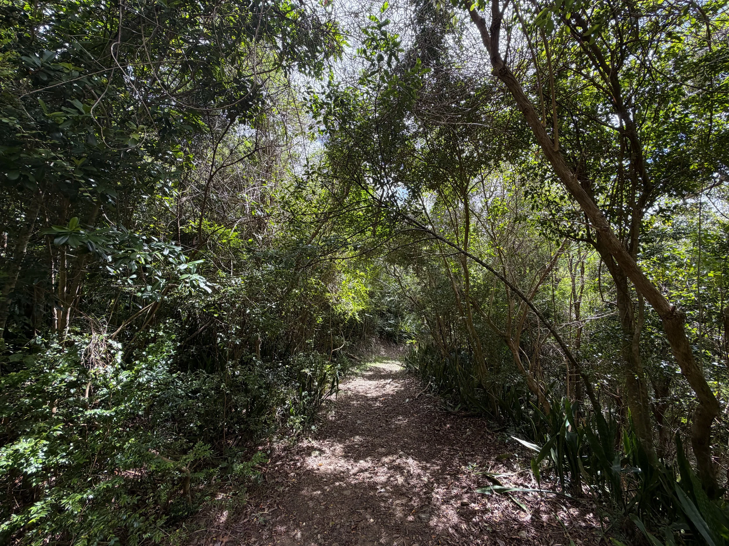 L'Esperance Trail Virgin Islands National Park