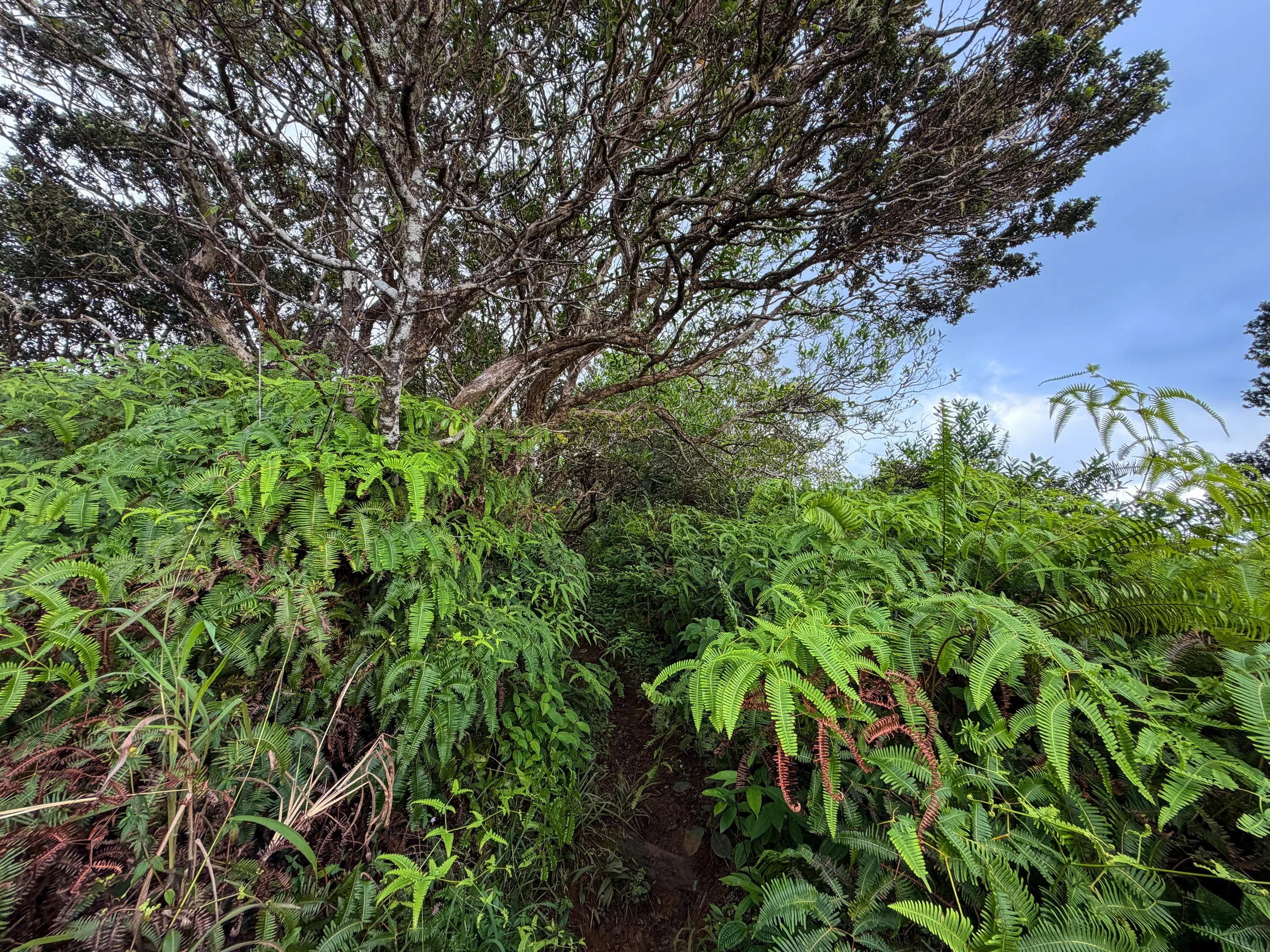 Kaau Crater Trail Oahu Hawaii