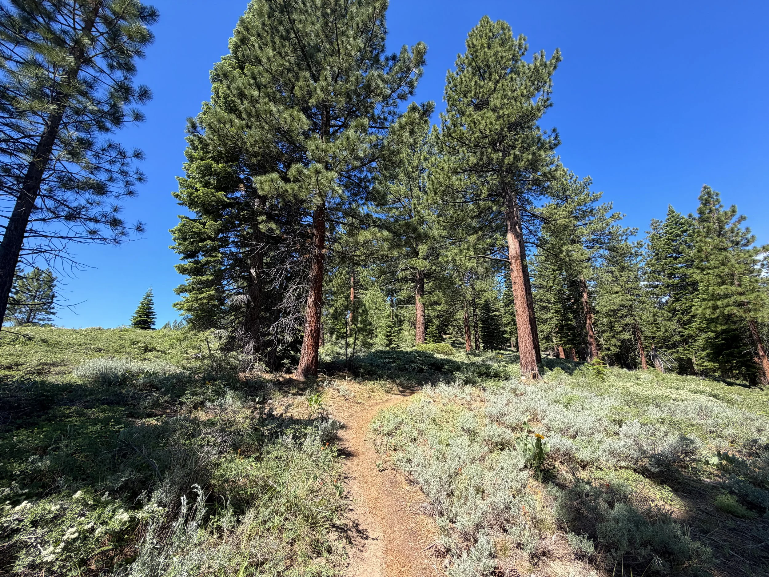 Captain Pomin Trail Lake Tahoe Nevada
