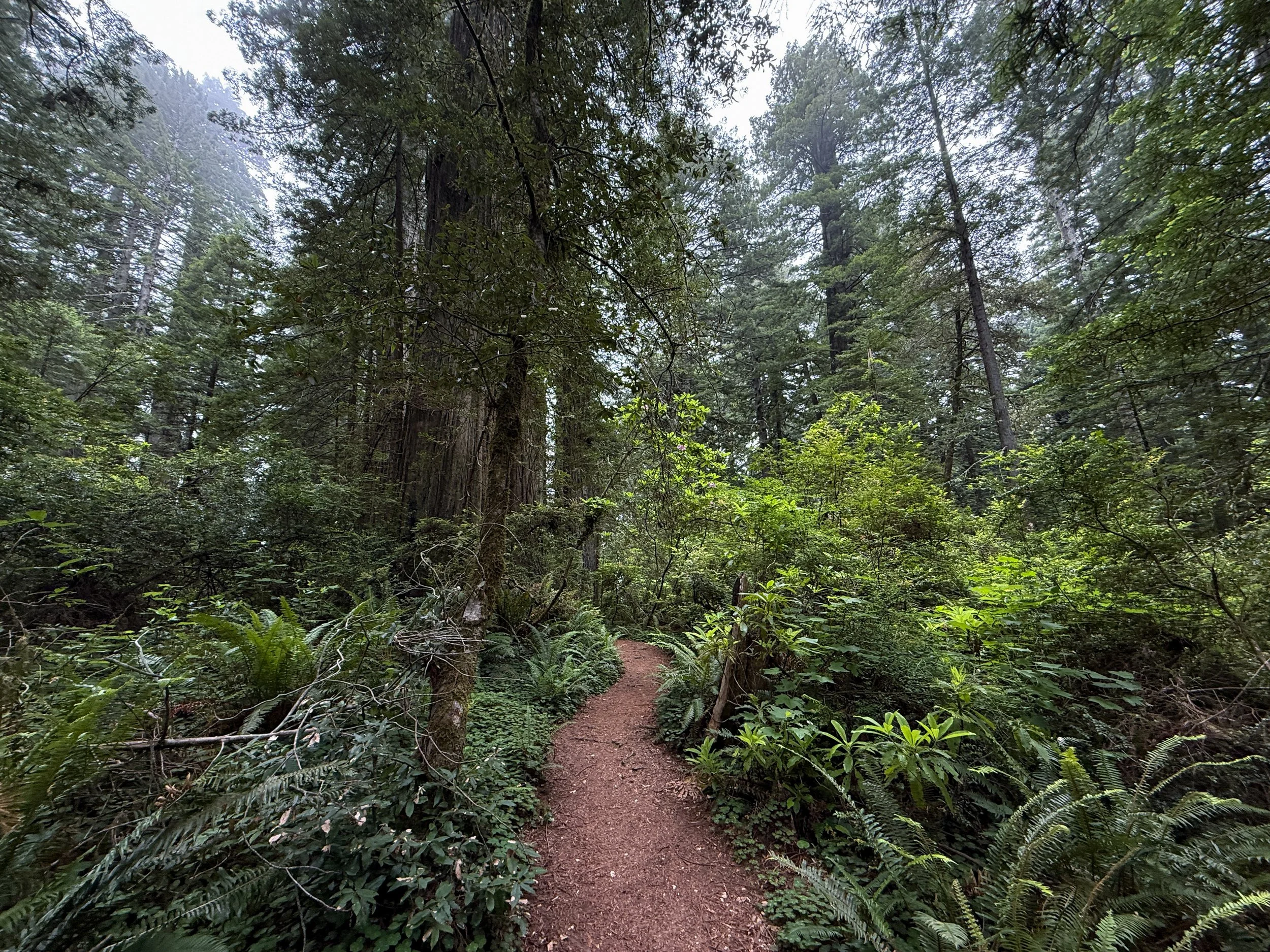 Damnation Creek Trail Del Norte Coast Redwoods State Park California