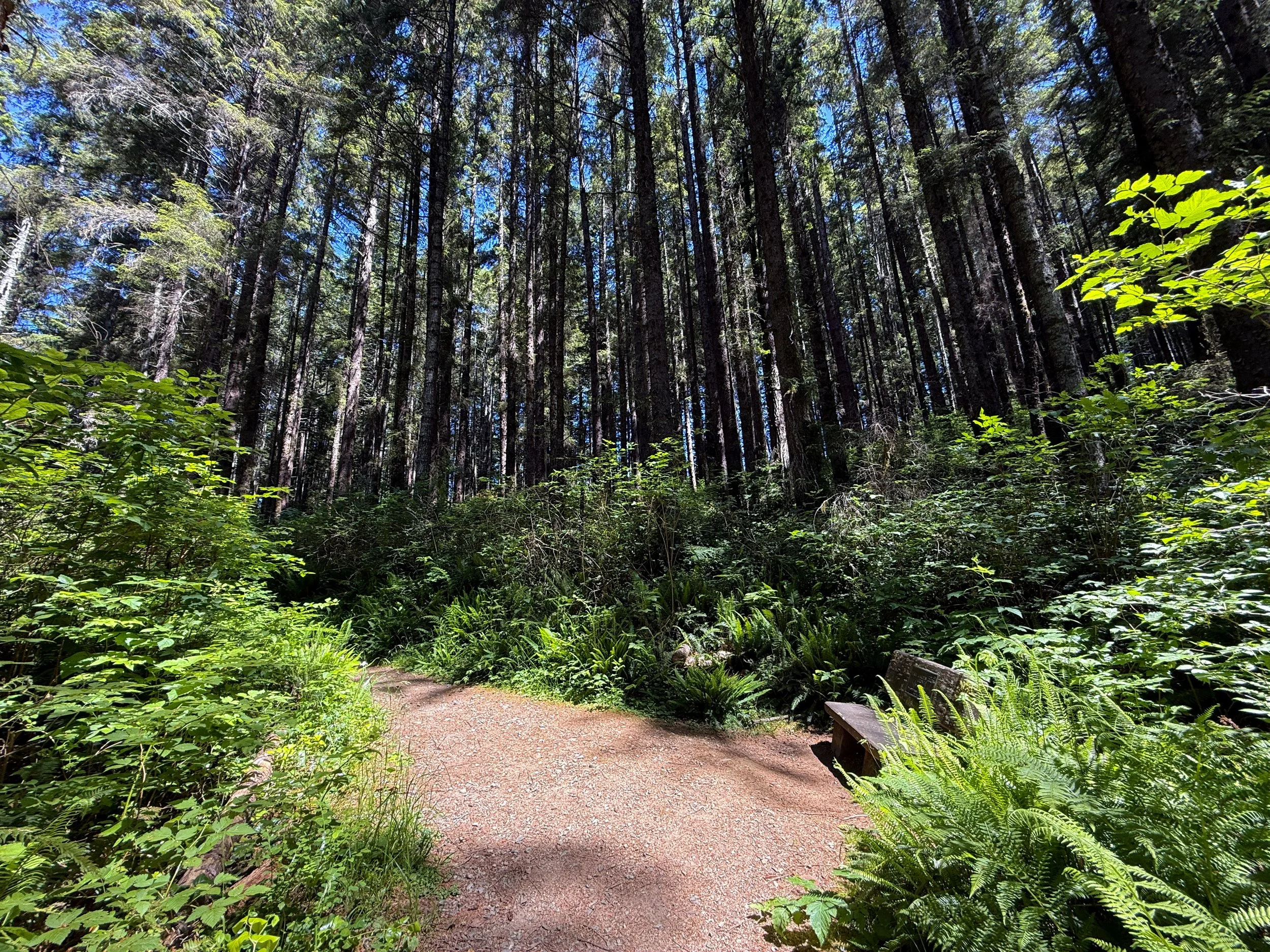Ossagon Trail Prairie Creek Redwoods State Park California