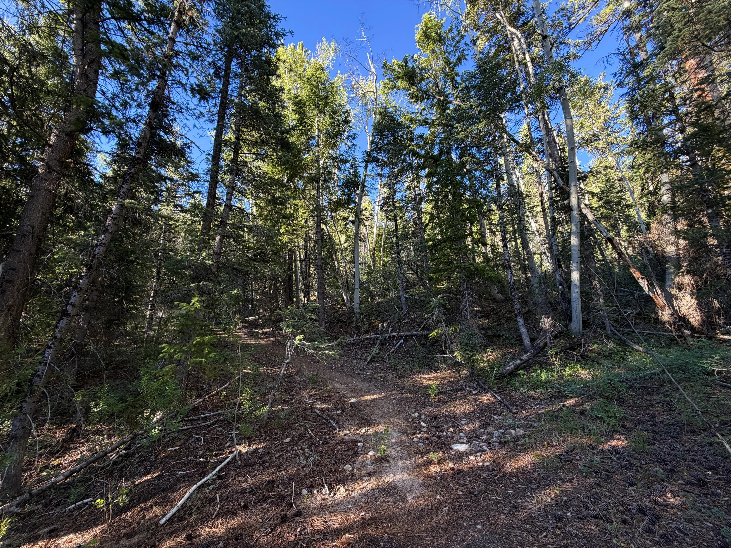 Snake Creek Overlook Trail Great Basin National Park Nevada