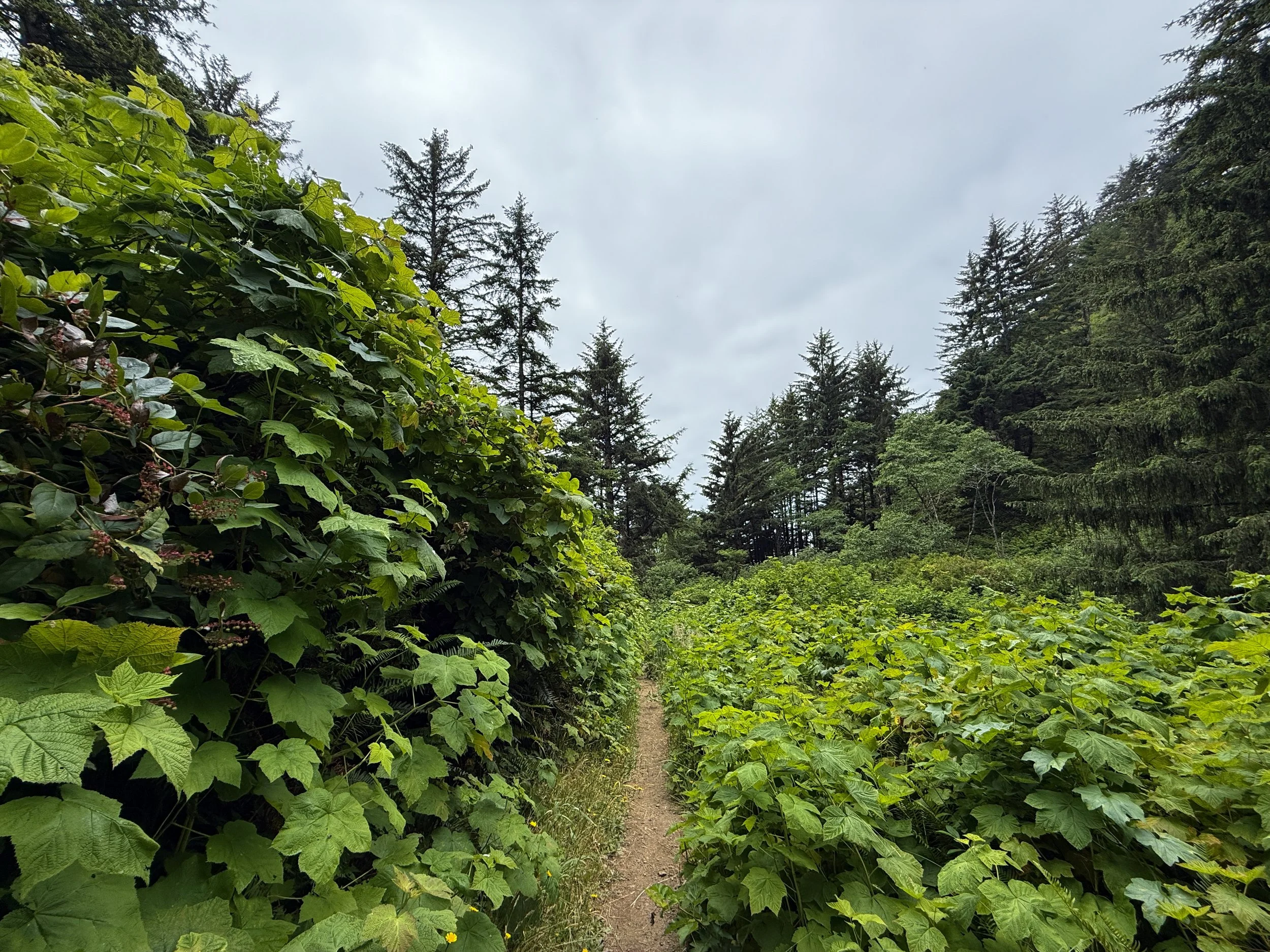 Damnation Creek Trail Del Norte Coast Redwoods State Park California