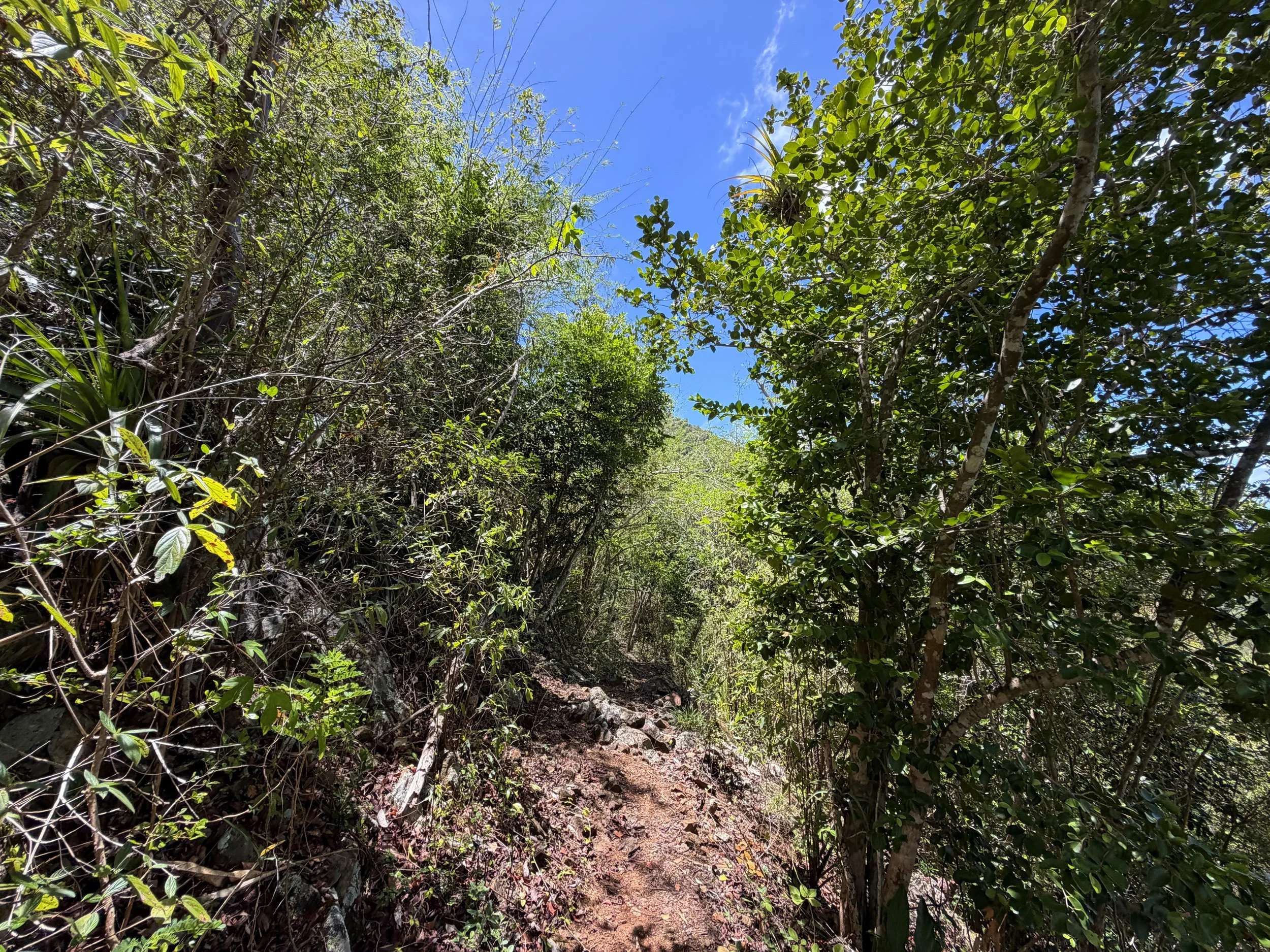 Caneel Hill Trail Virgin Islands National Park