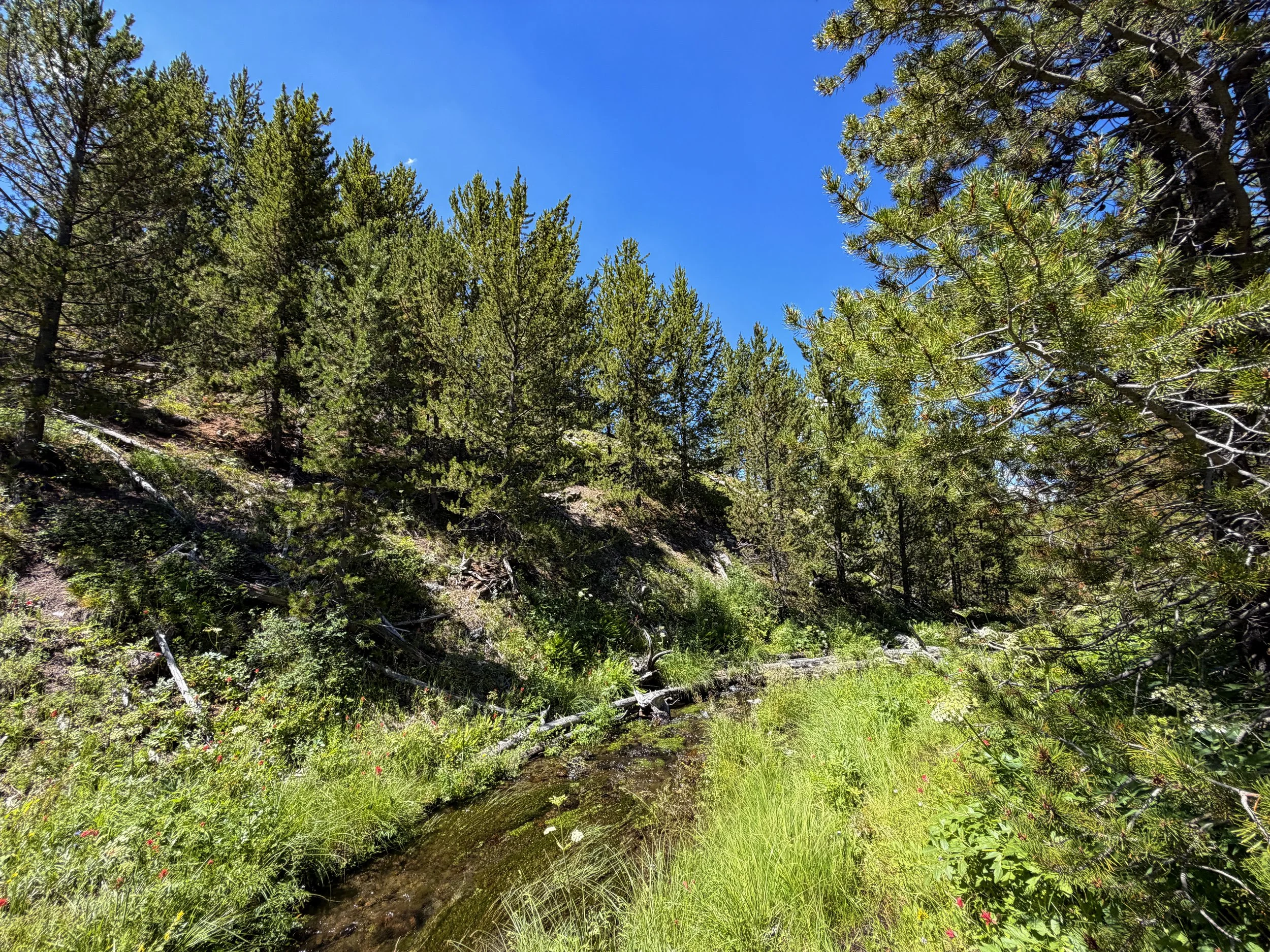 Fern Cascades Yellowstone National Park Wyoming