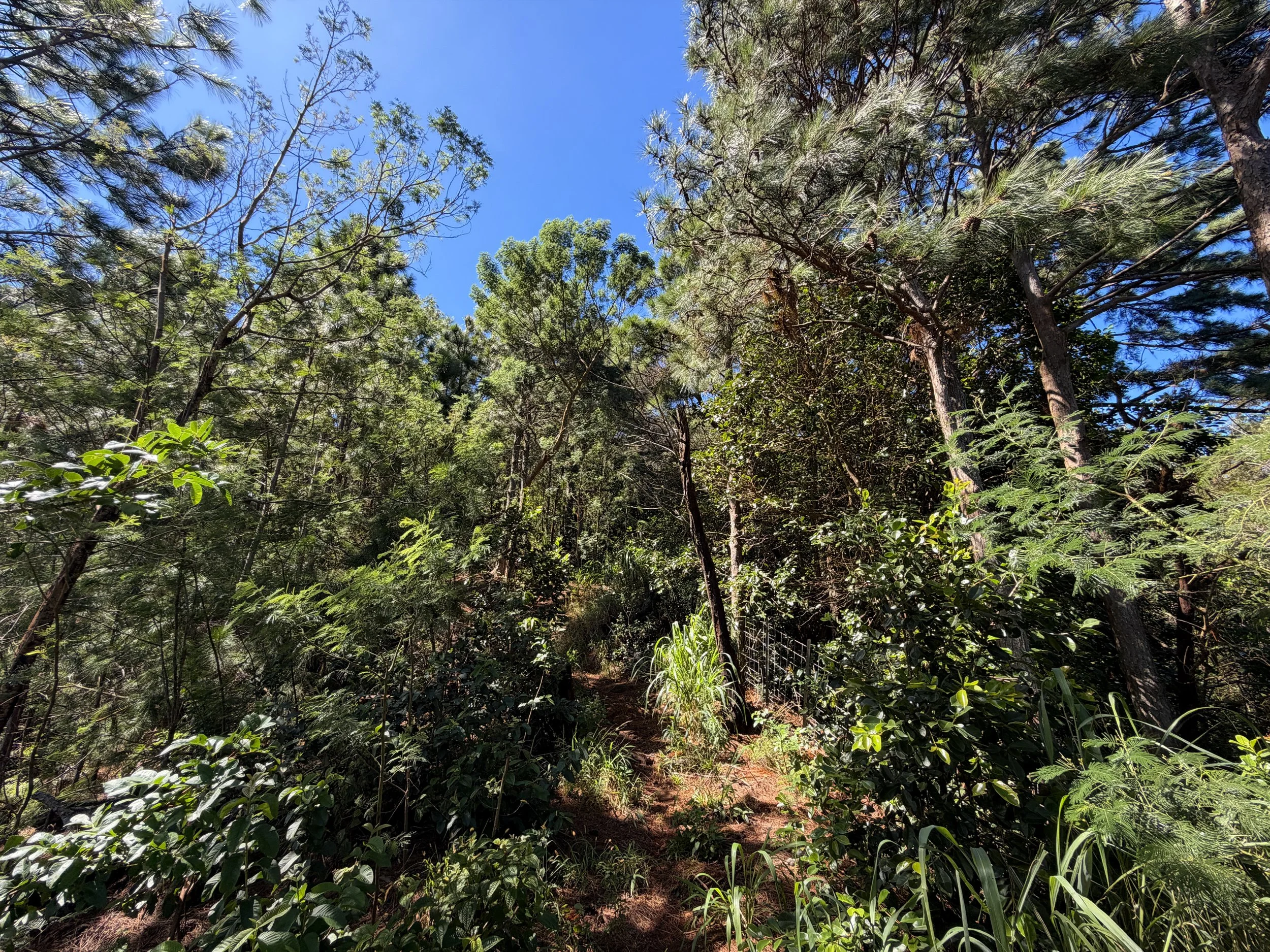 Kuaokala Trail Oahu Hawaii