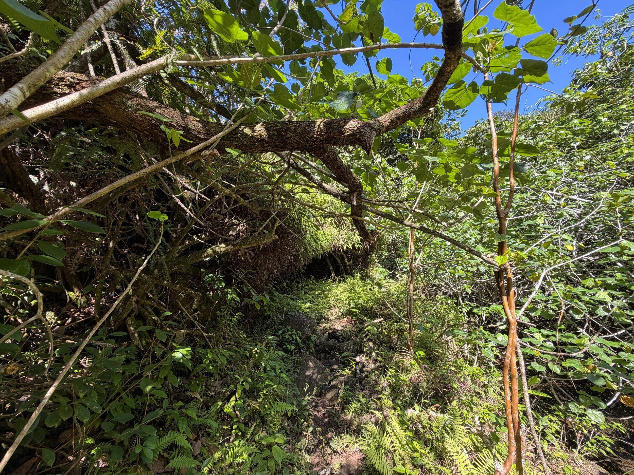 Kulanaahane Hike Oahu Hawaii