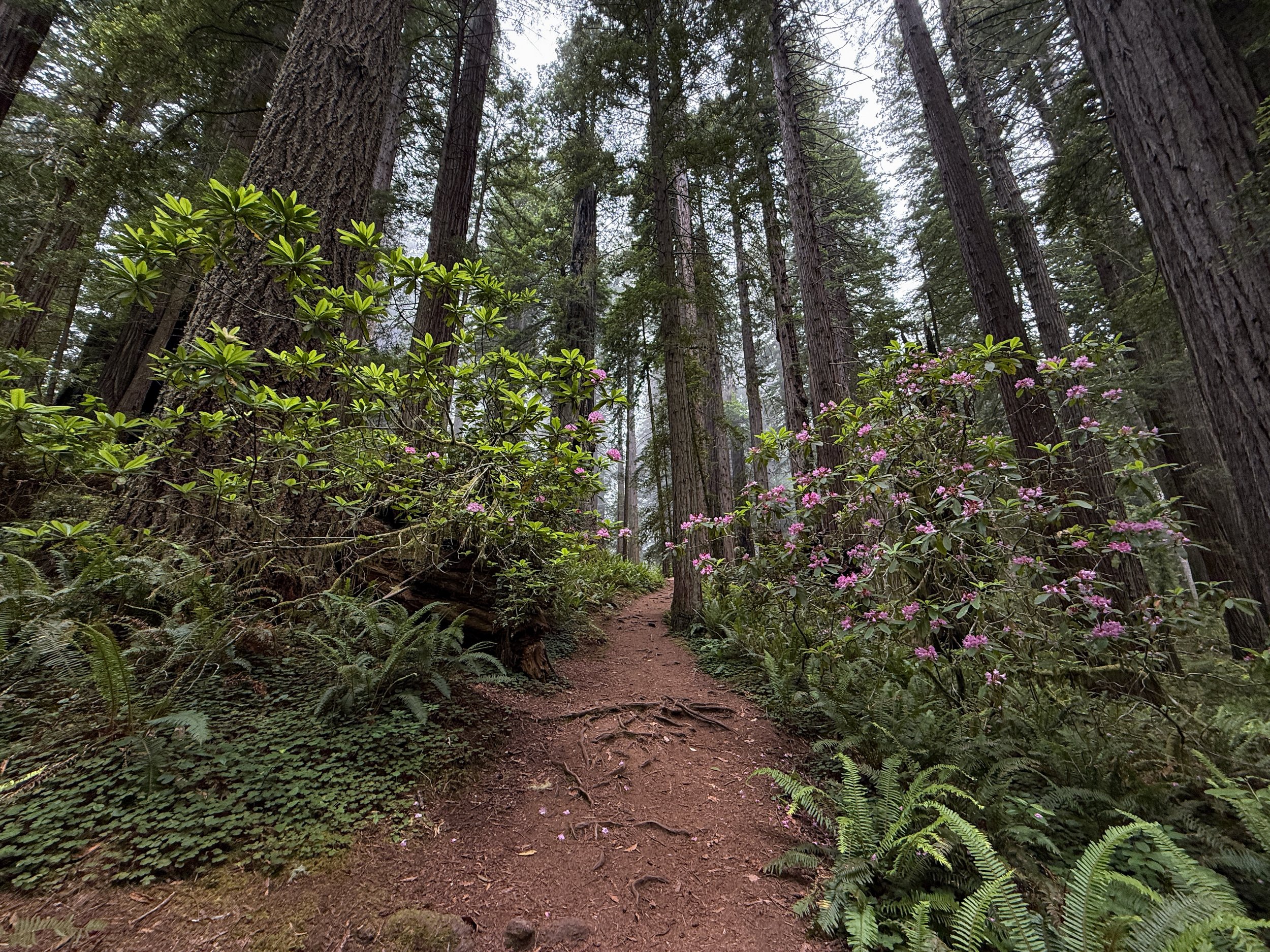 Damnation Creek Trail Del Norte Coast Redwoods State Park California
