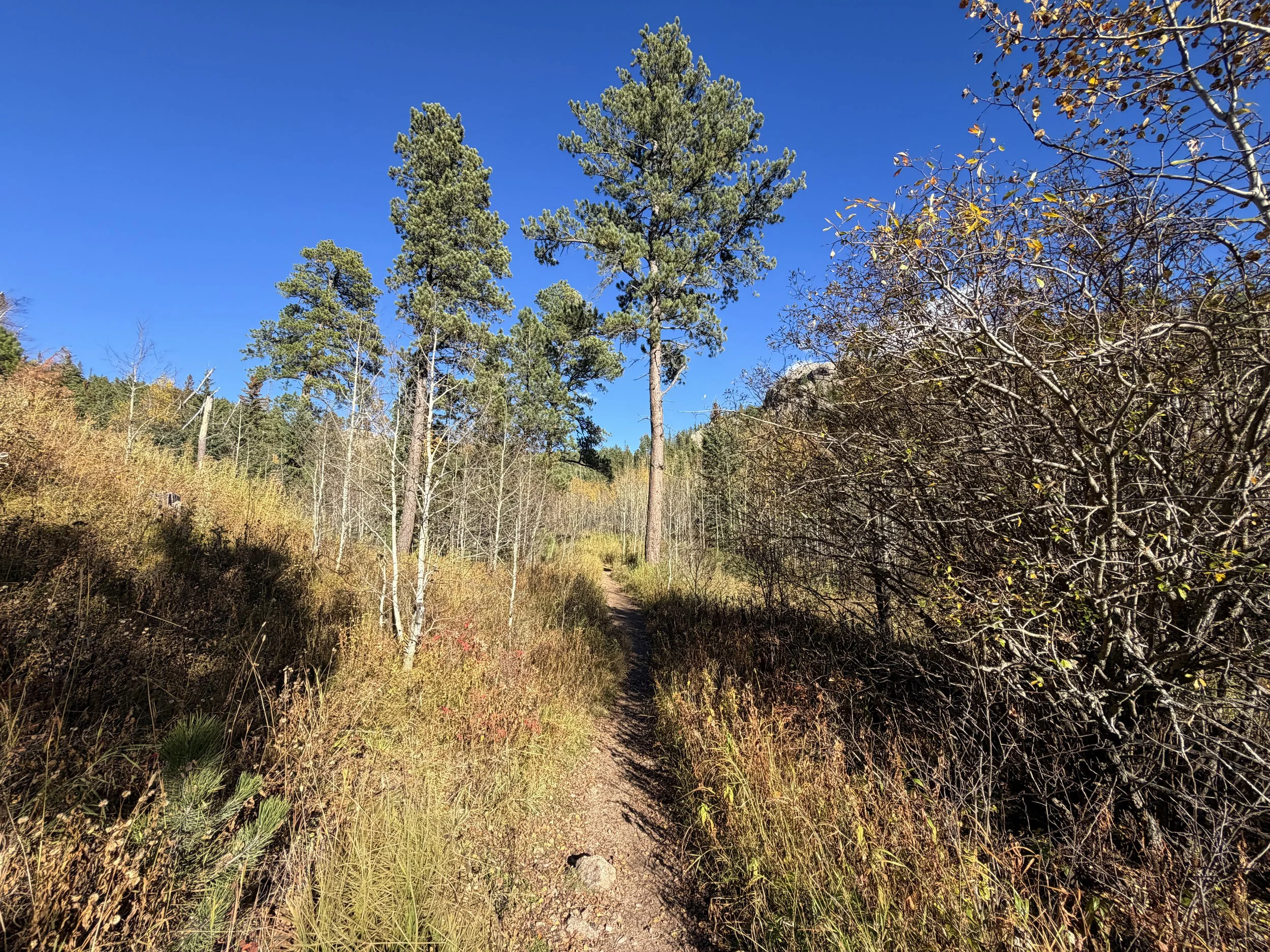Little Devils Tower Trail Custer State Park Black Hills South Dakota