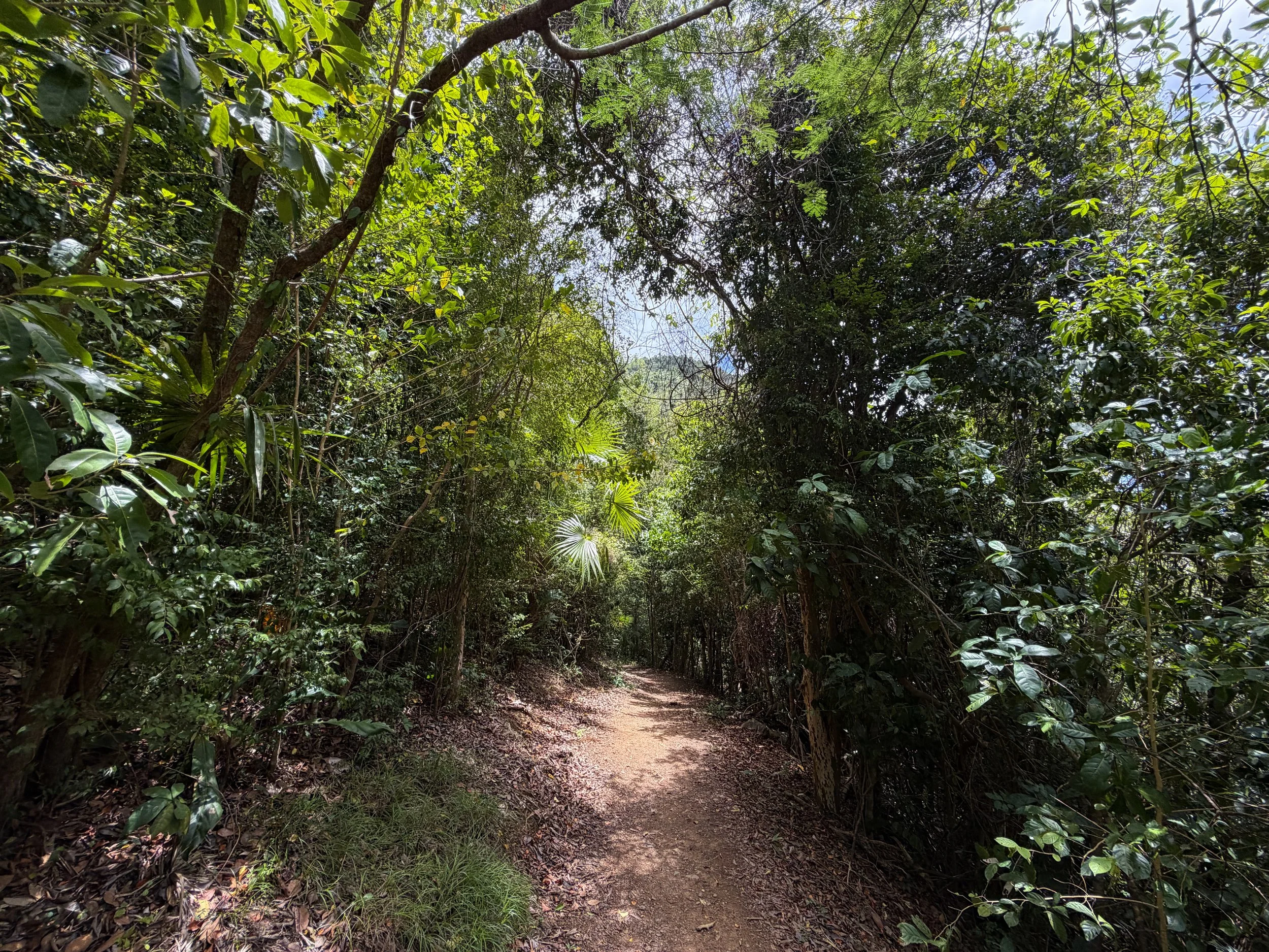 Reef Bay Trail Virgin Islands National Park