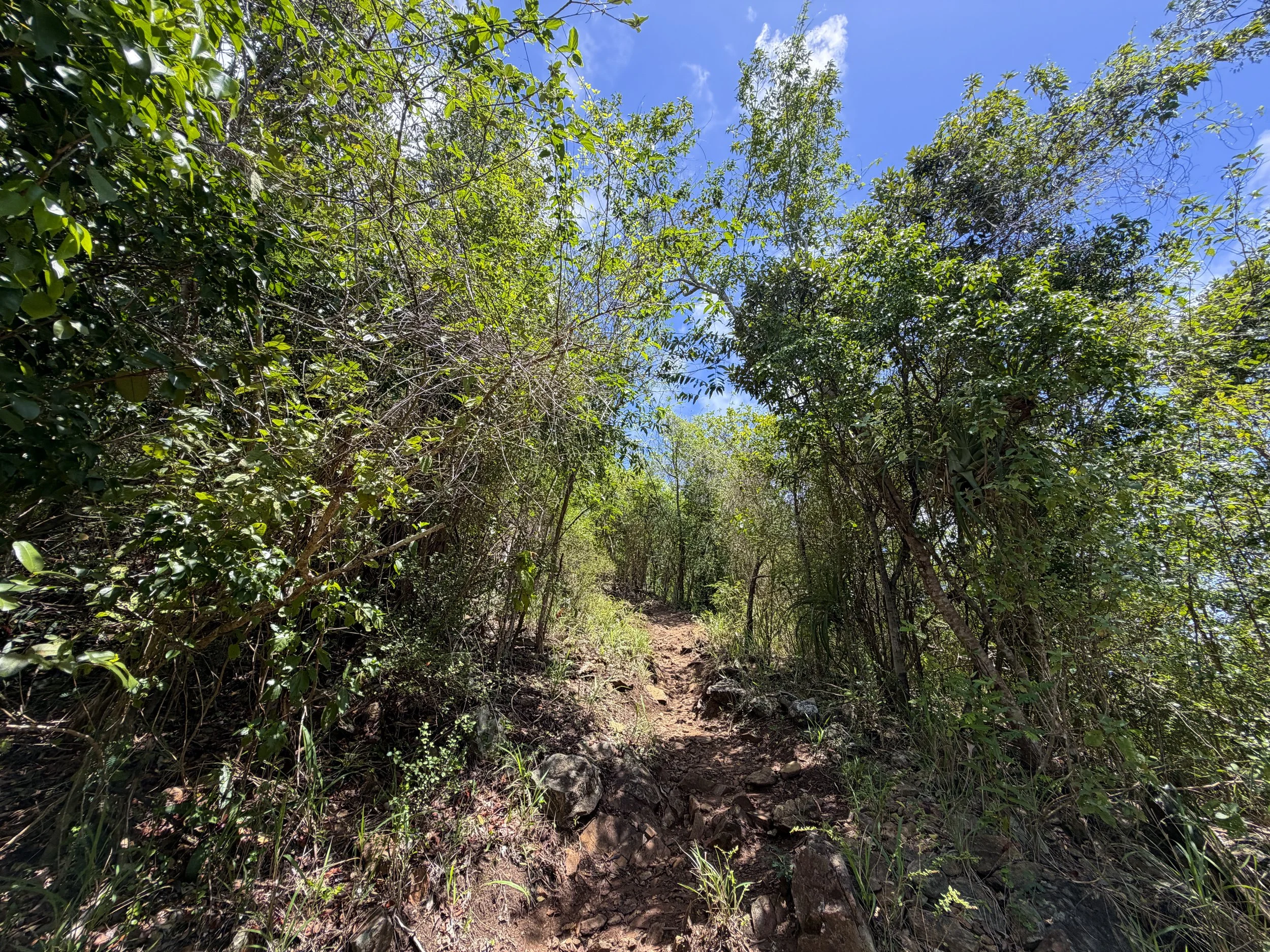 Caneel Hill Trail Virgin Islands National Park