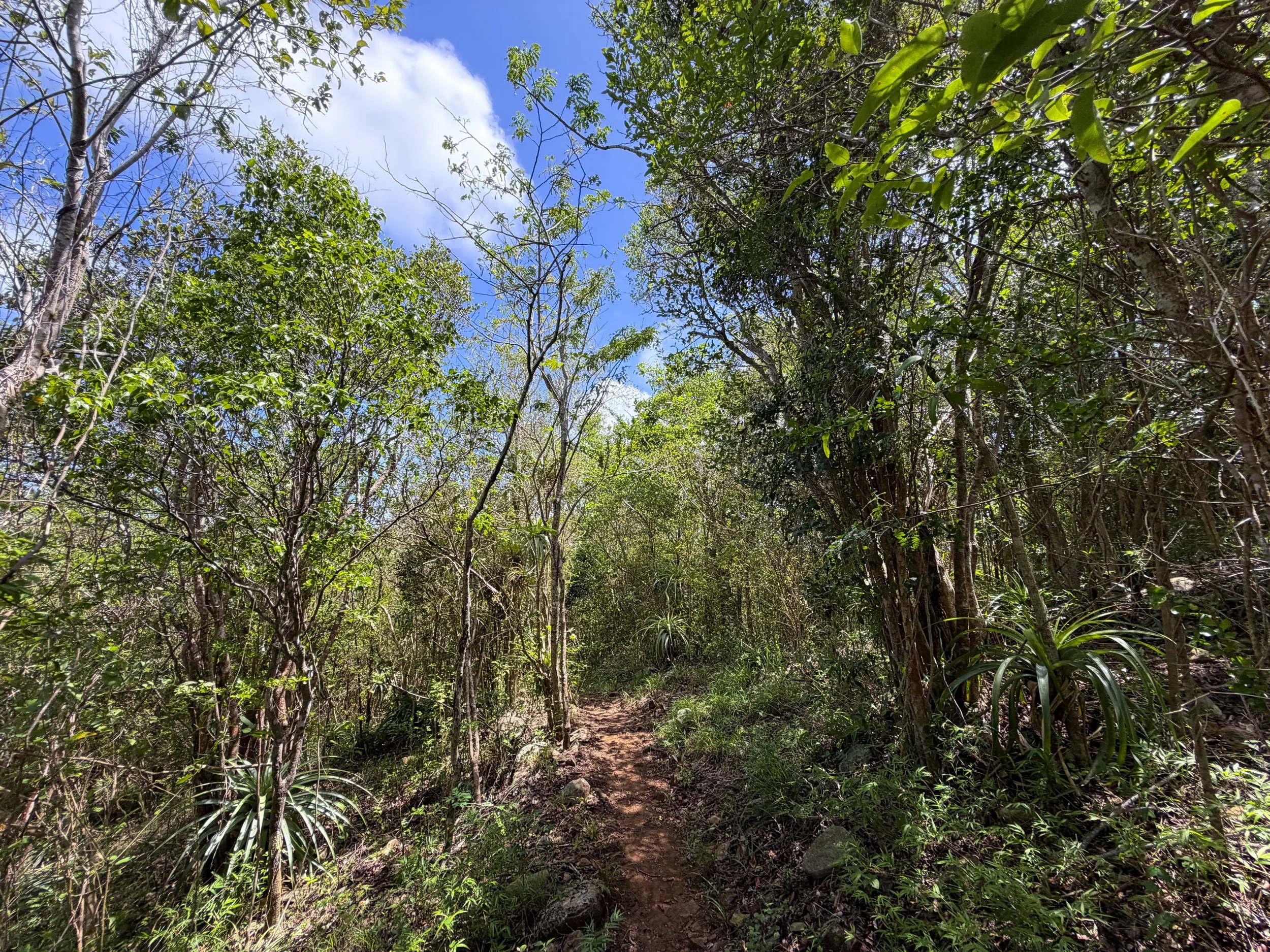Caneel Hill Trail to Margaret Hill Virgin Islands National Park