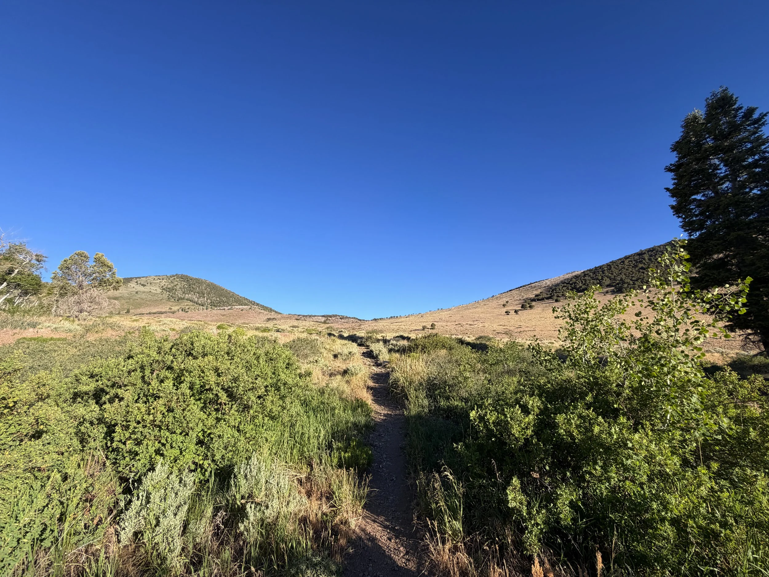 Upper Strawberry Trail Great Basin National Park Nevada
