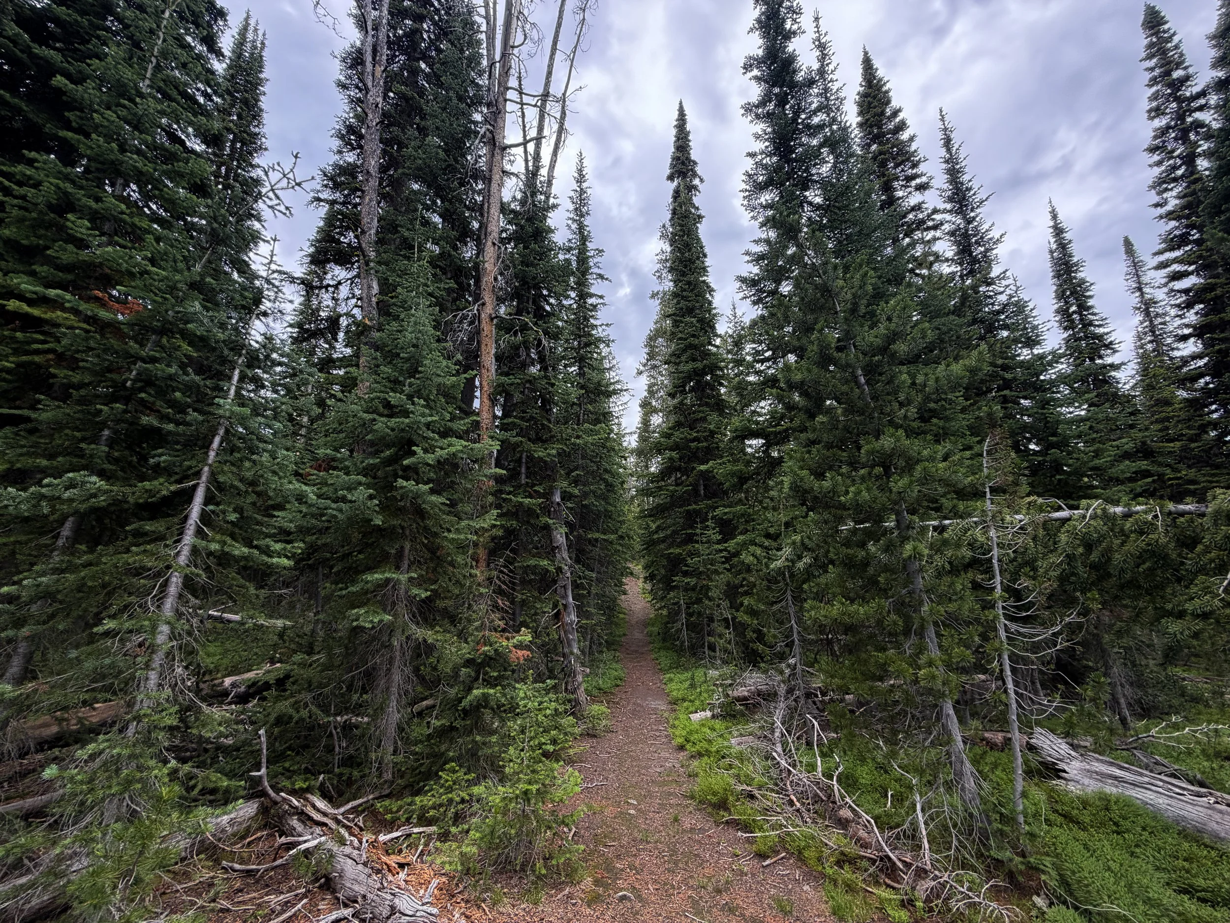 Divide Trail Yellowstone National Park Wyoming