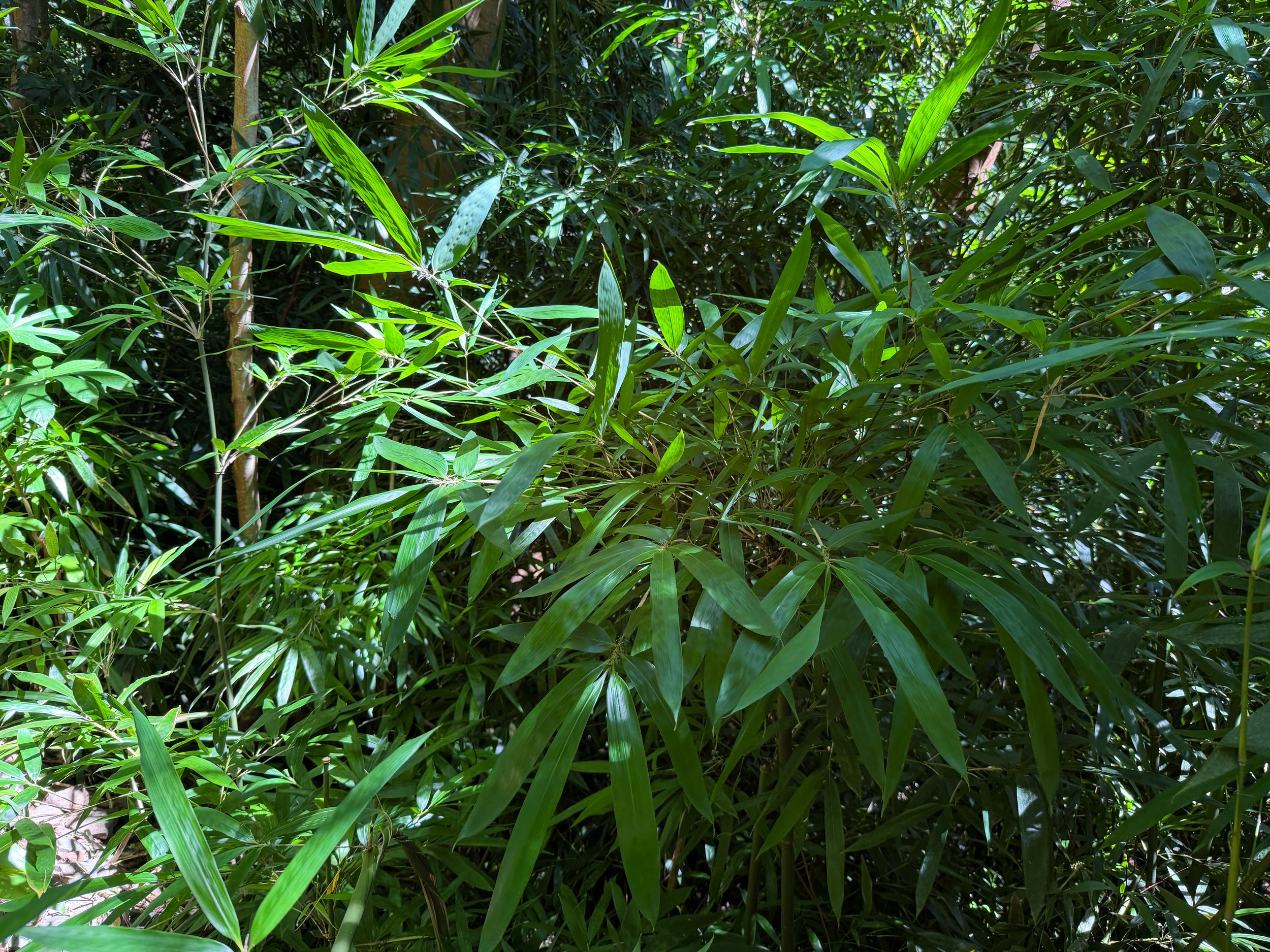 Schizostachyum glaucifolium